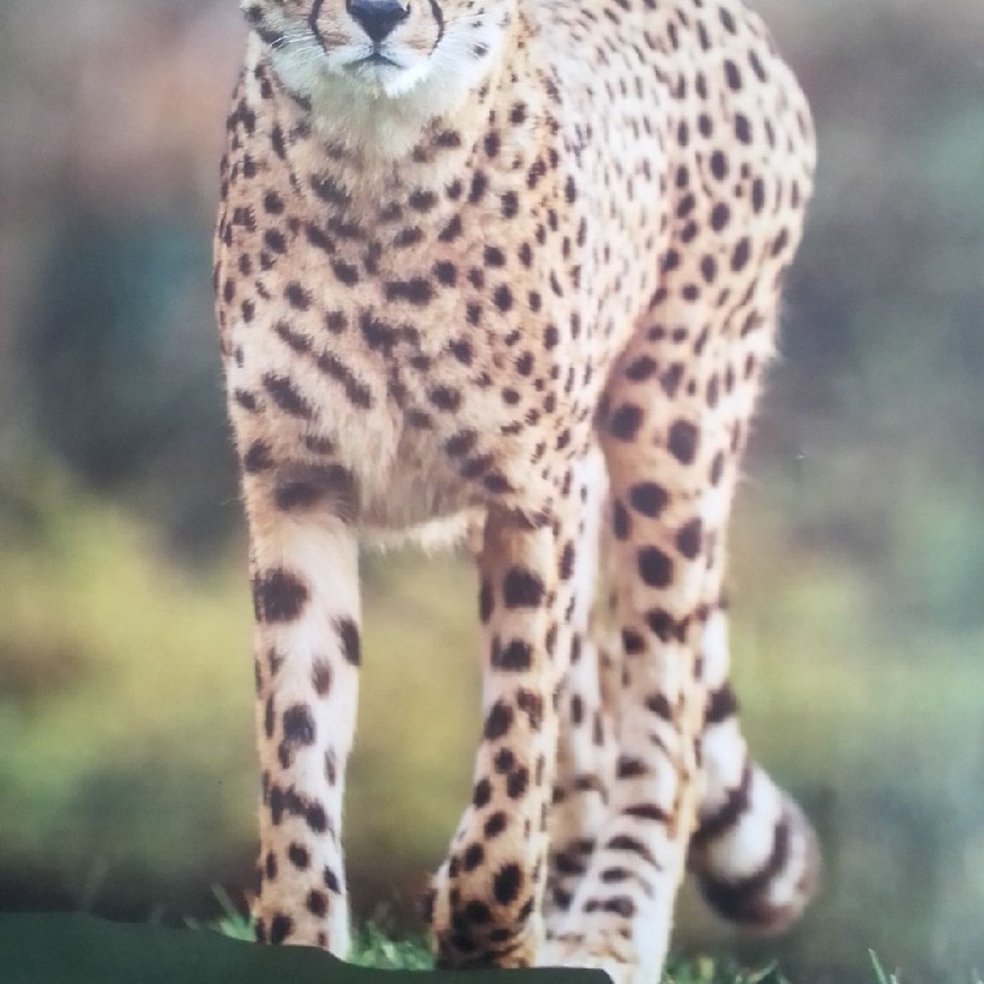 AM A VERY PERFECT VERY RARE LEOPARD WITH PERFECT SPOTS...