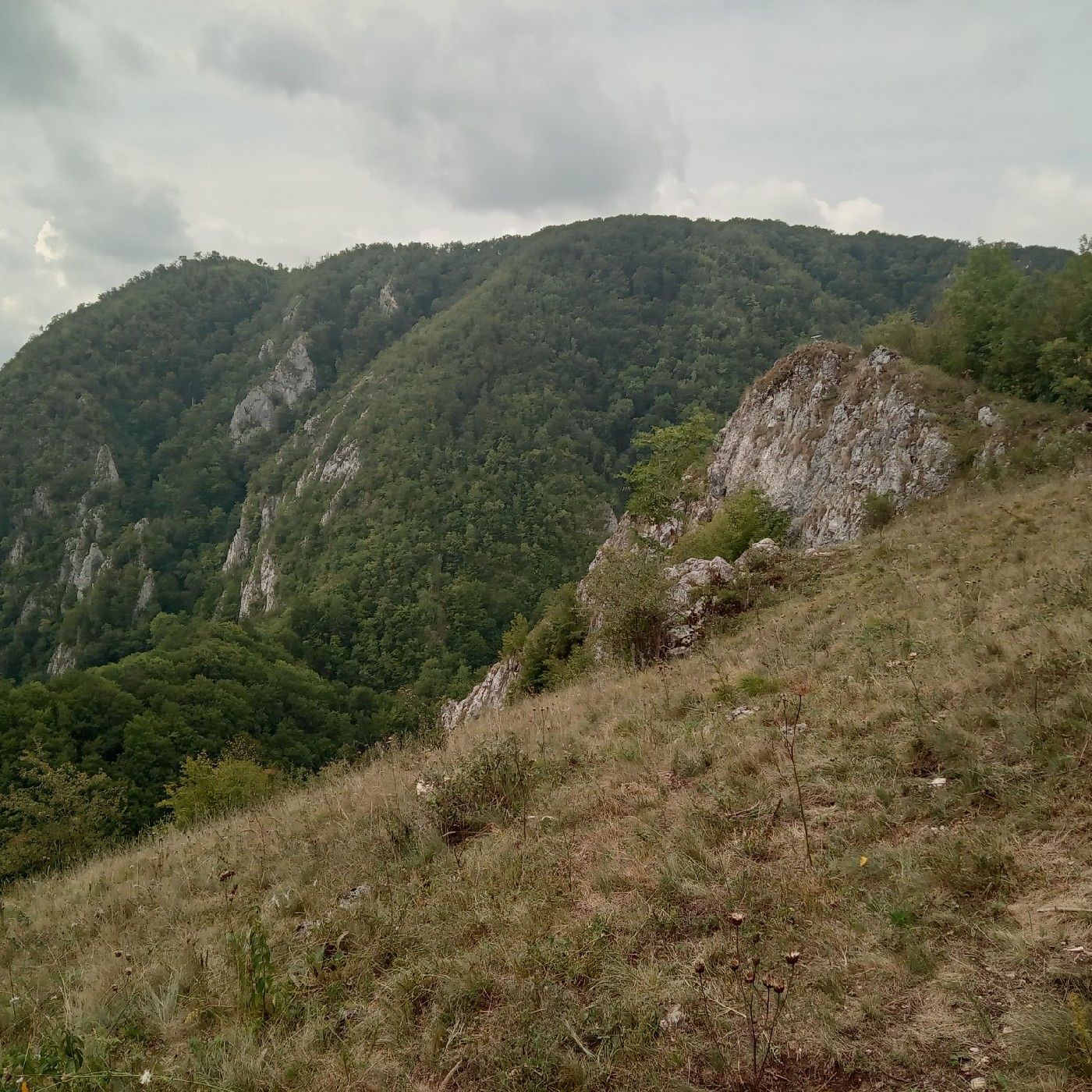 T'iszta Forras