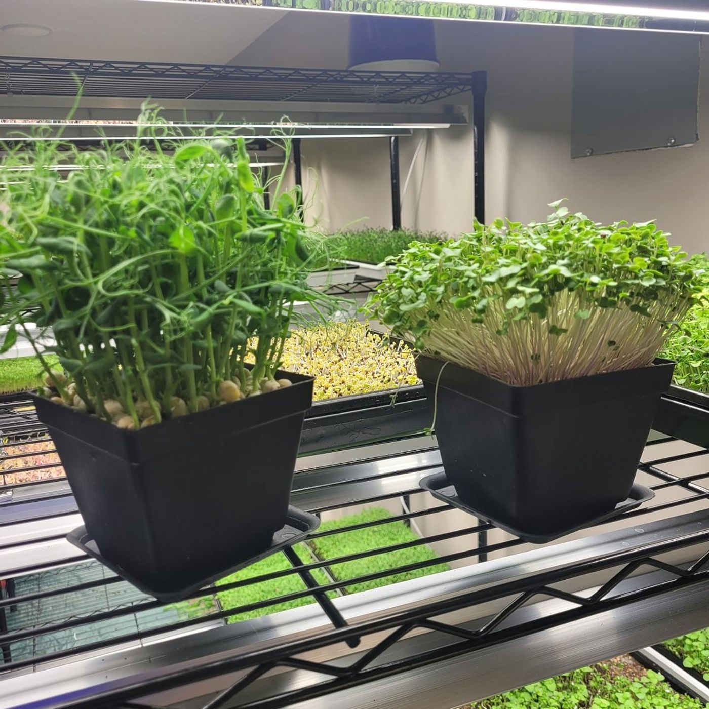 Down the Garden Path: Microgreens are a big deal episode artwork