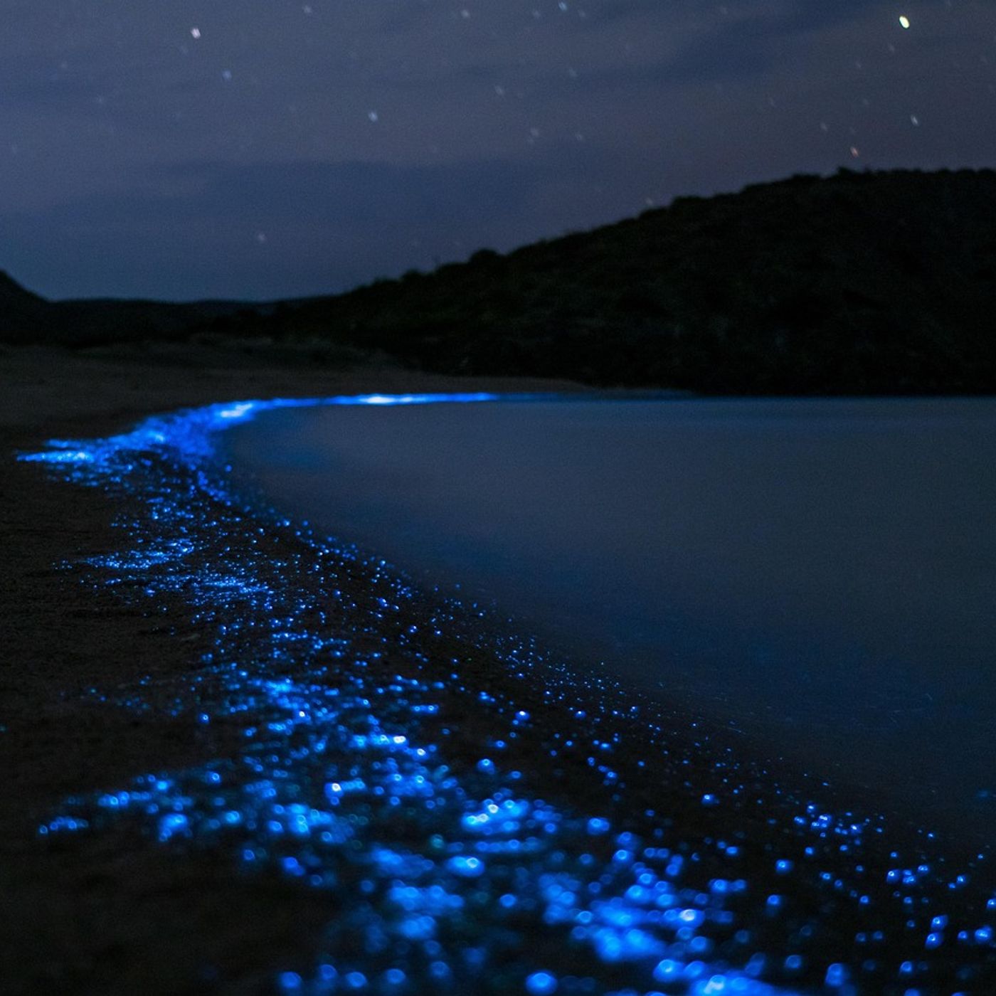 Bioluminiscencia
