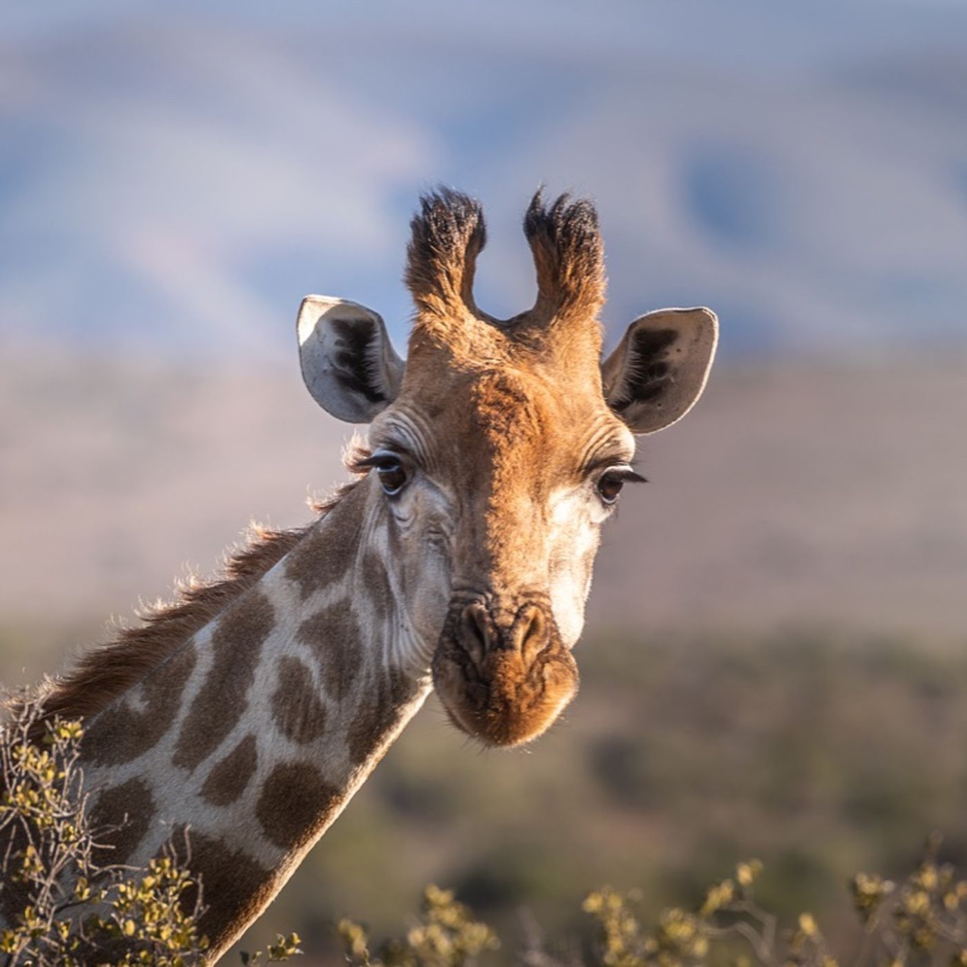 LA JIRAFA 🦒 de Rothschiid  Conócela!!!