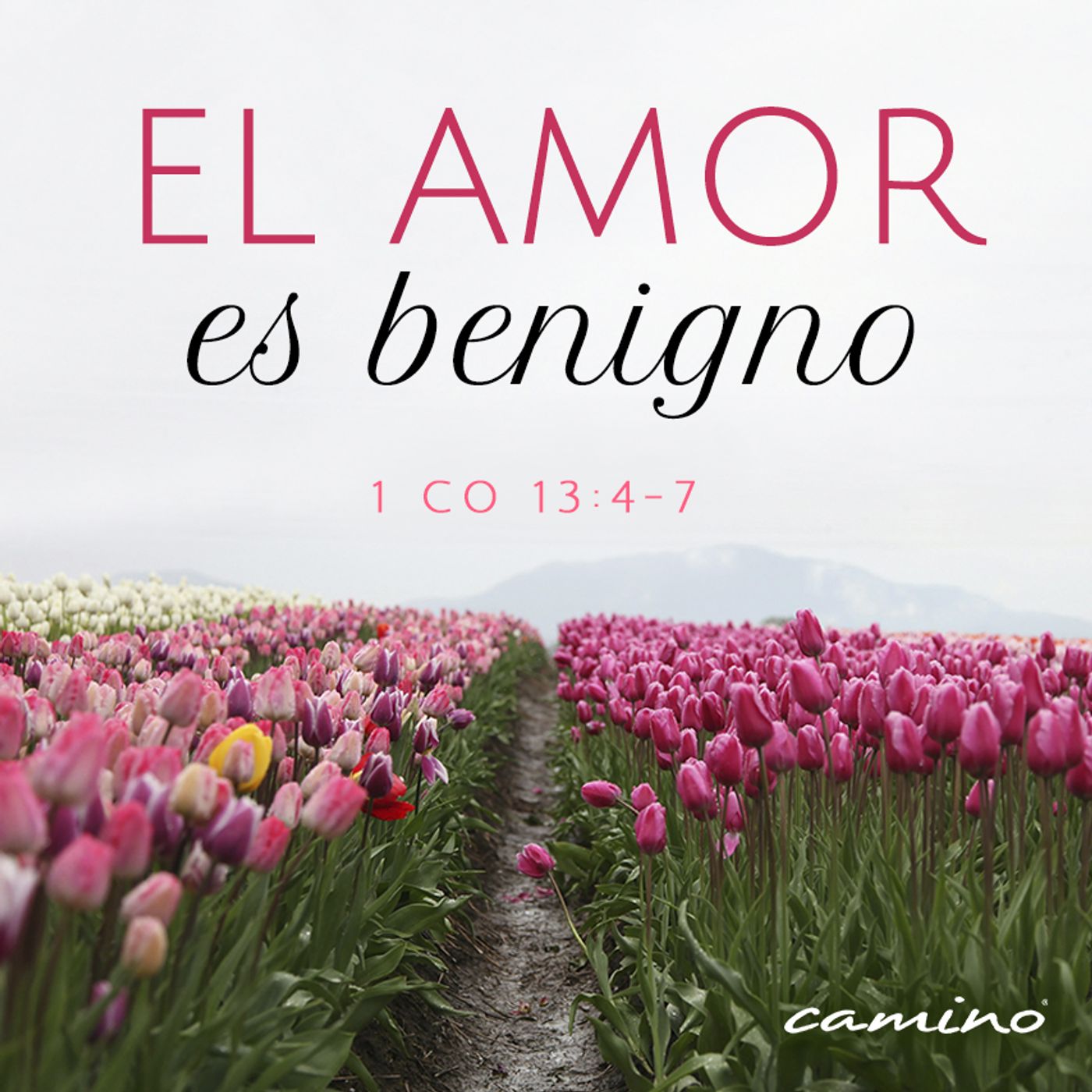 Oración 4 de marzo (El amor es benigno) episode artwork