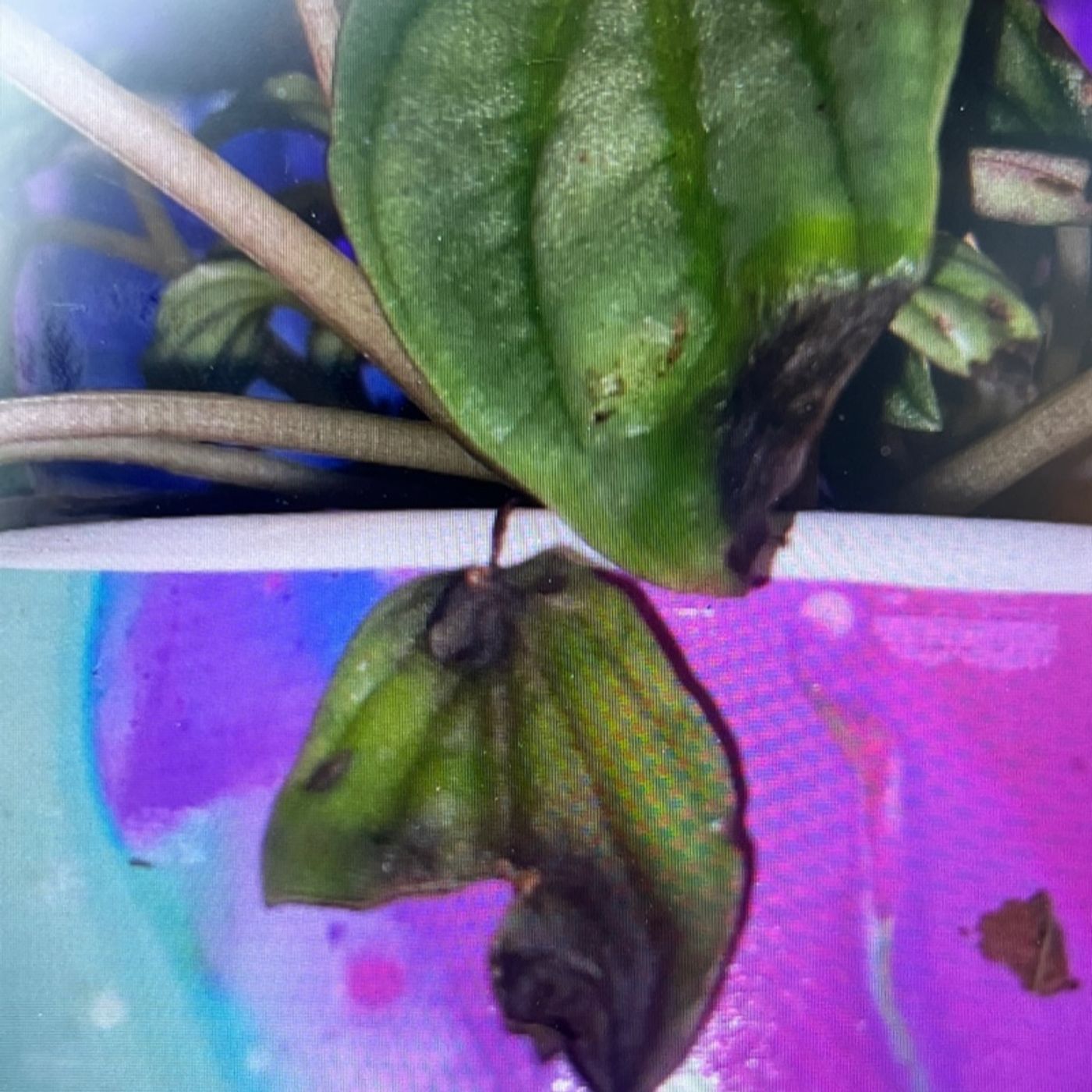 Episode 169 - Peperomia disease!