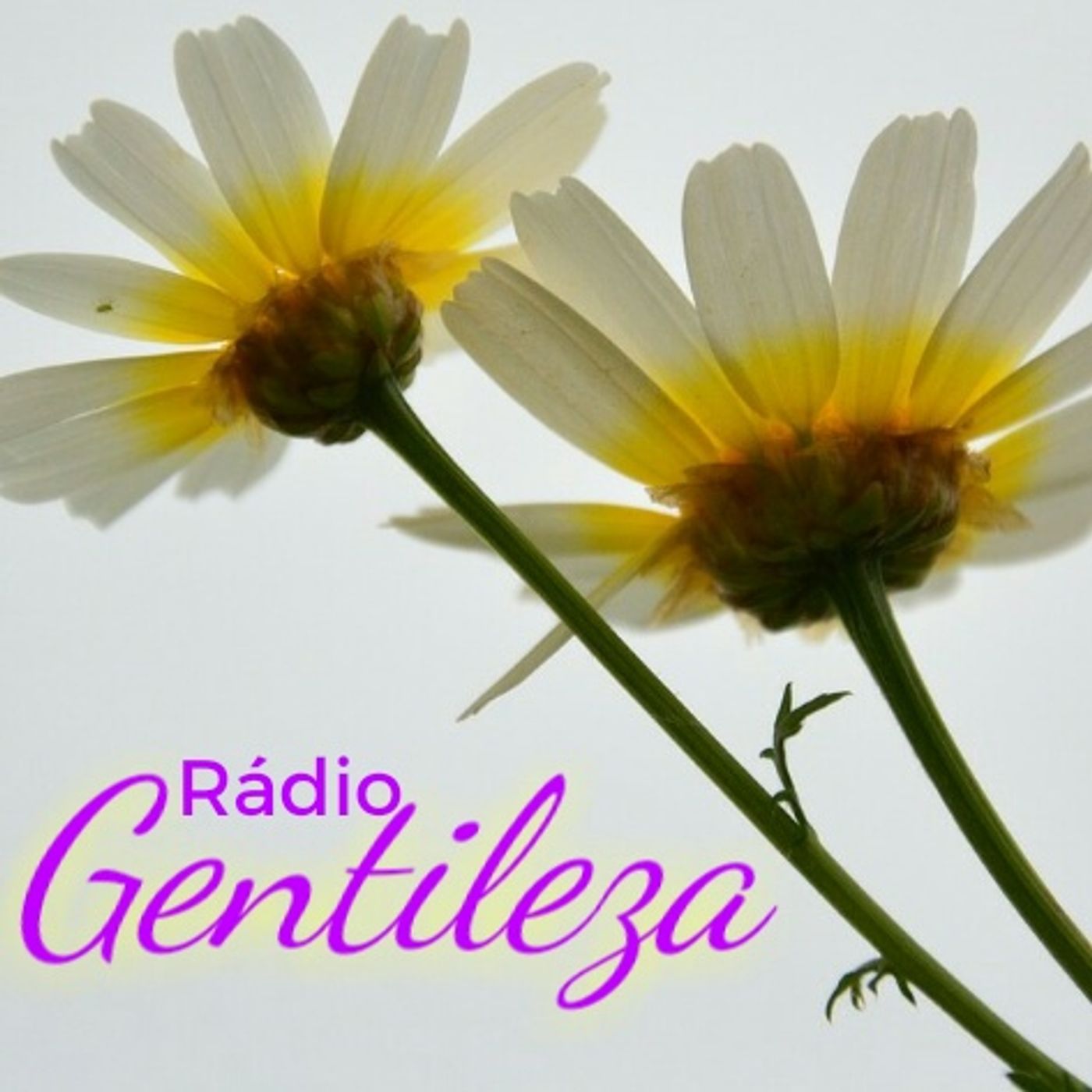 The Rádio Gentileza Show
