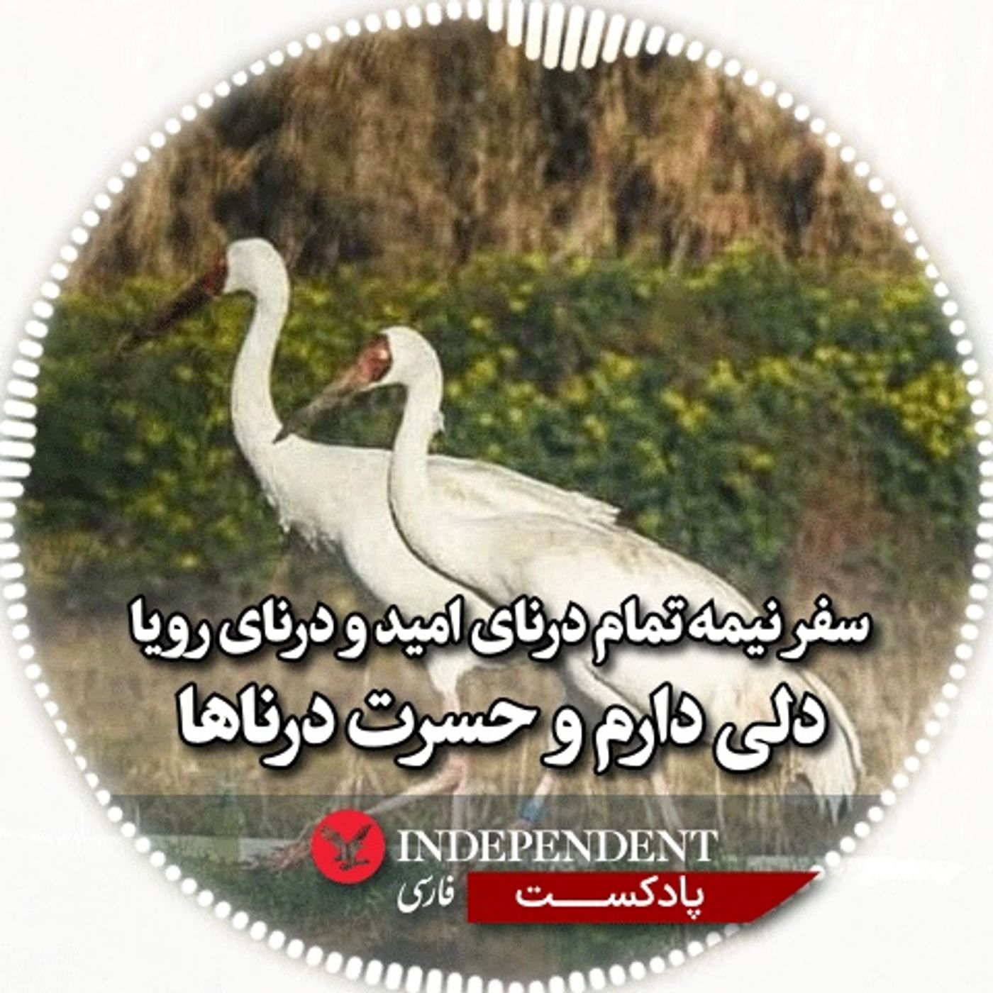 سفر نیمه تمام درنای امید و درنای رویا، دلی دارم و حسرت درناها