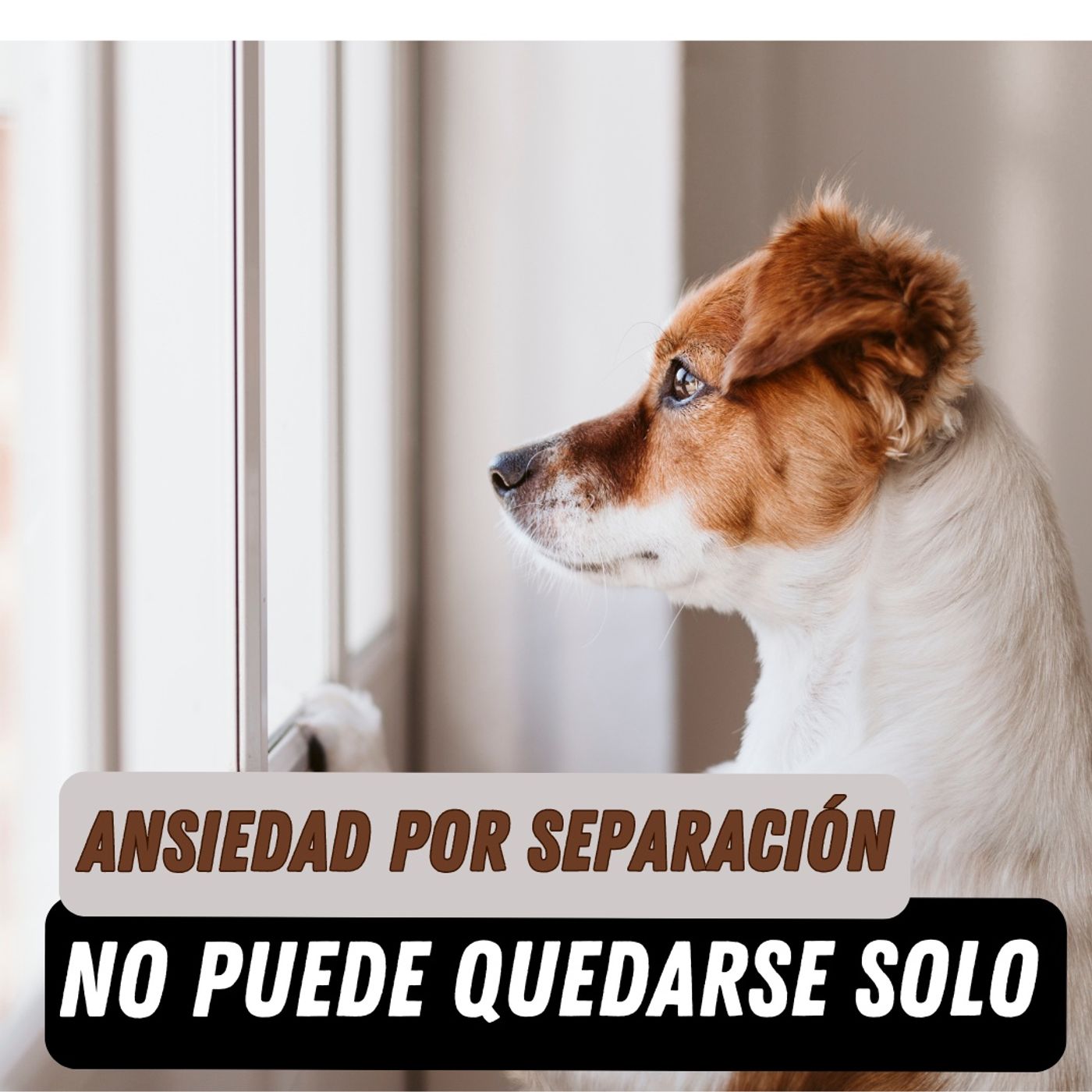 Ansiedad por separación en Perros: Tratamiento real paso a paso