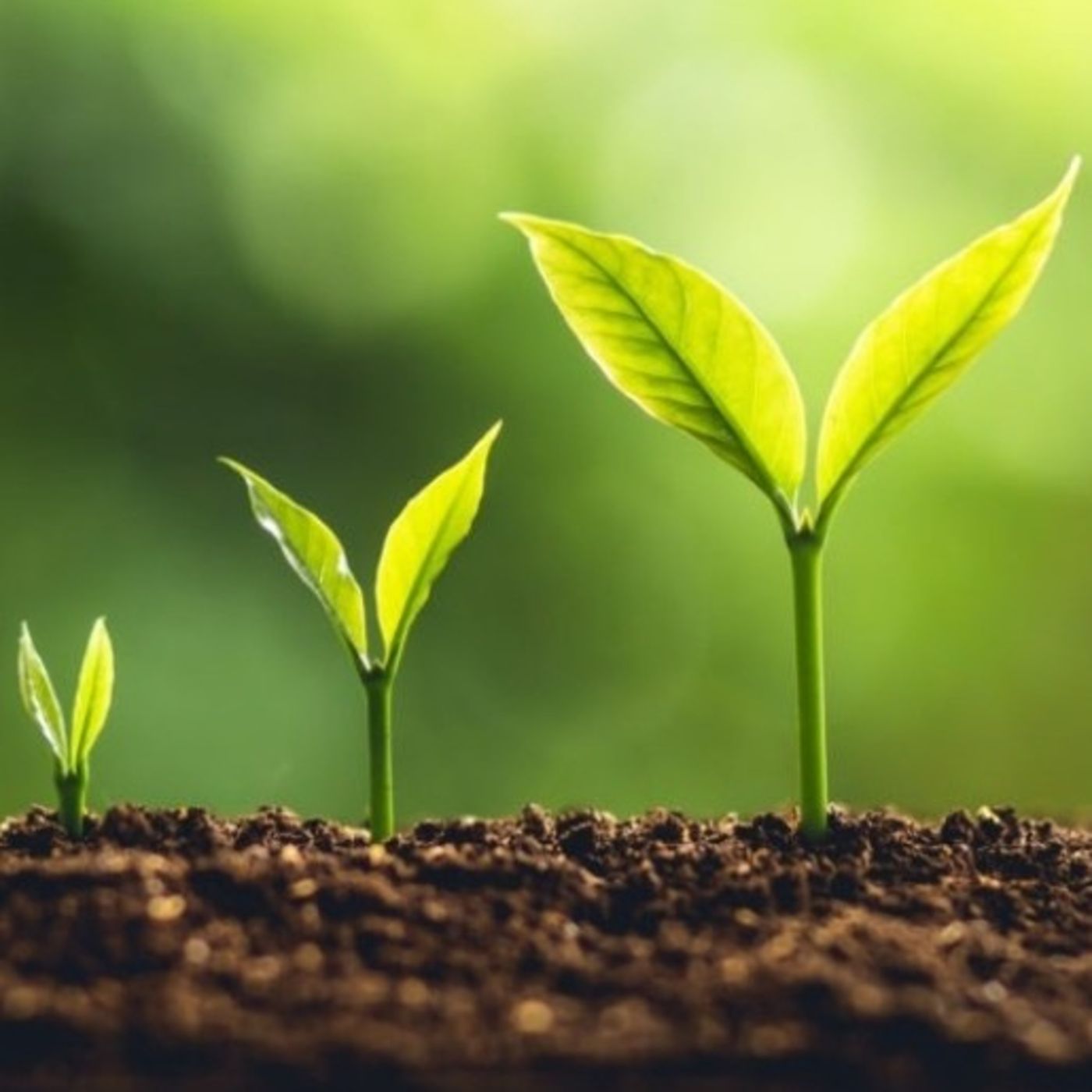 Ep. 79: Slowly But Surely — Life Is Everywhere cover