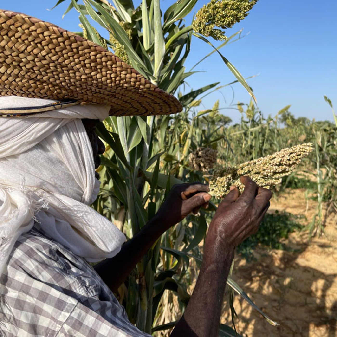 Le journal du 07 mai- Préparatif de la campagne agricole à Maradi. episode artwork
