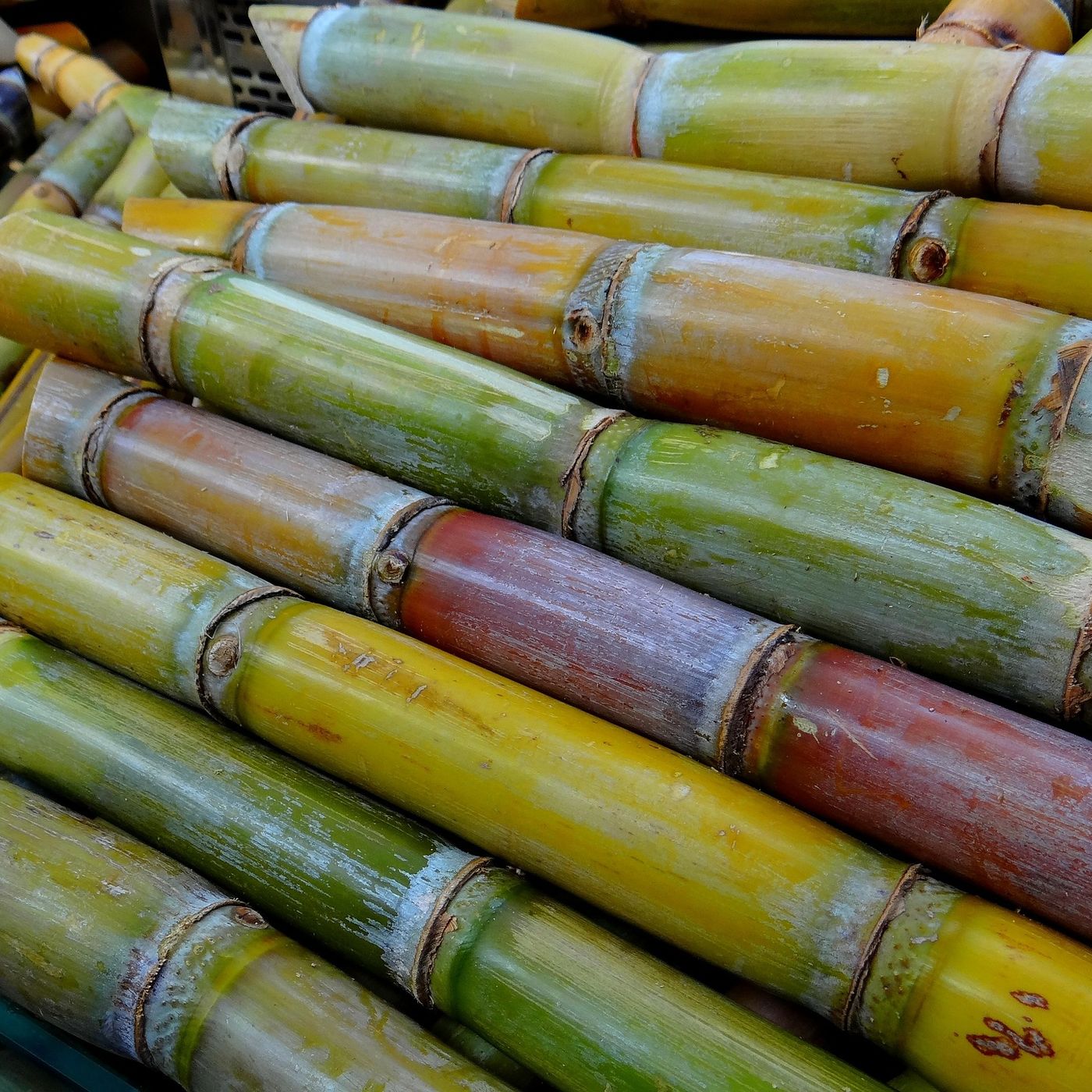 BBCast Agro