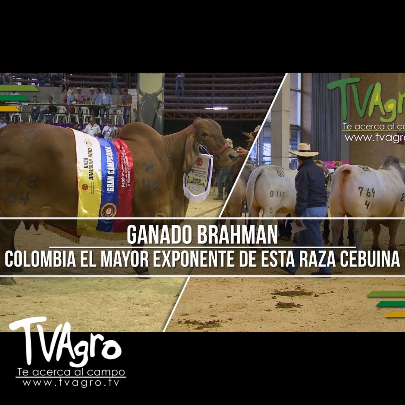 TV AGRO