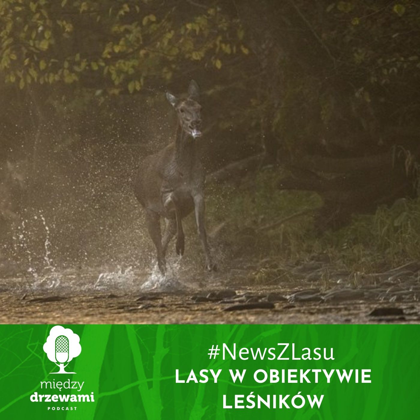 Między Drzewami Podcast