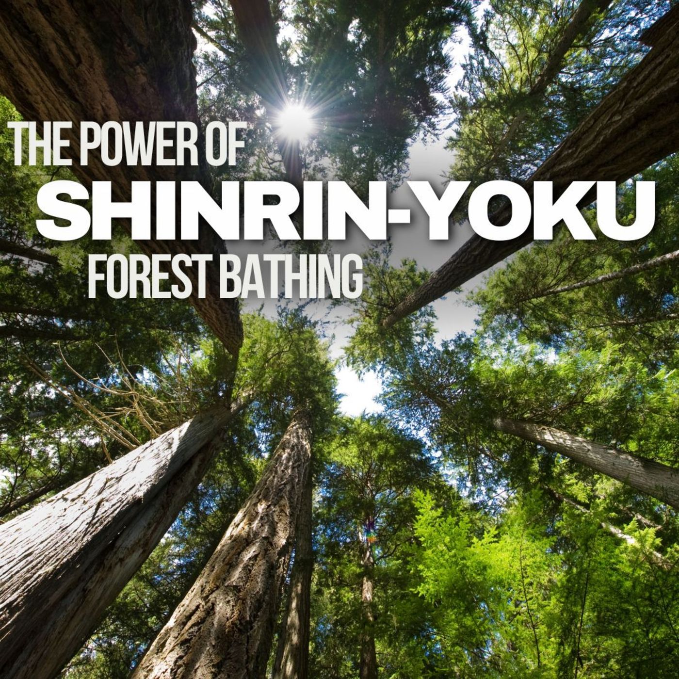 Shinrin-Yoku: Forest Bathing for Healing and Self-Discovery