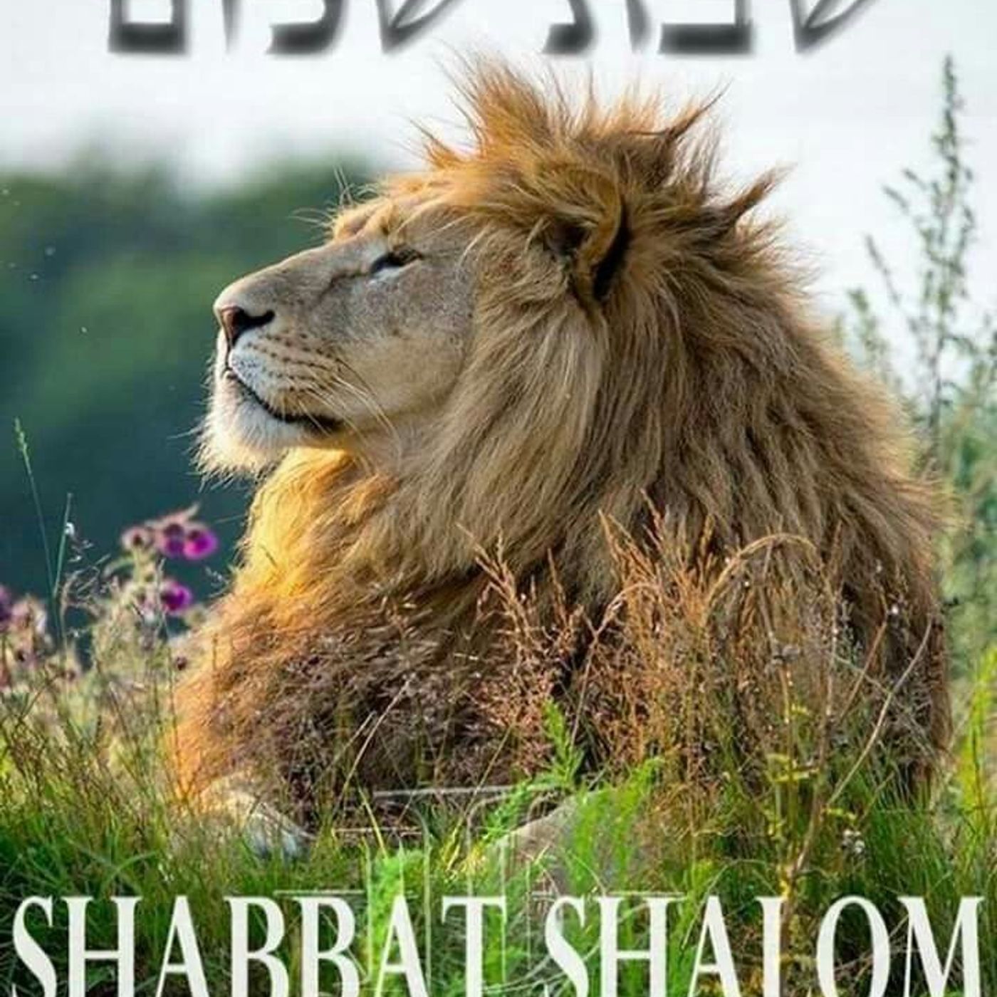2 TIMOTHY 3:16 episode artwork