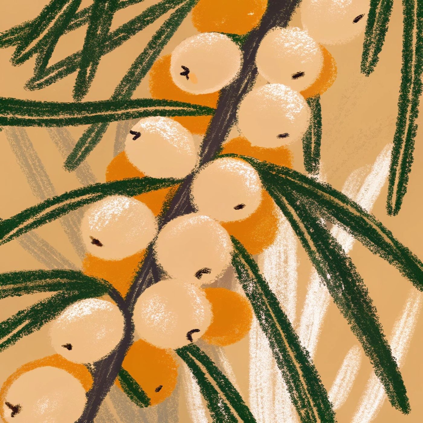 Omega-7 Secrets: Why Sea Buckthorn Isn't Just Vitamin C