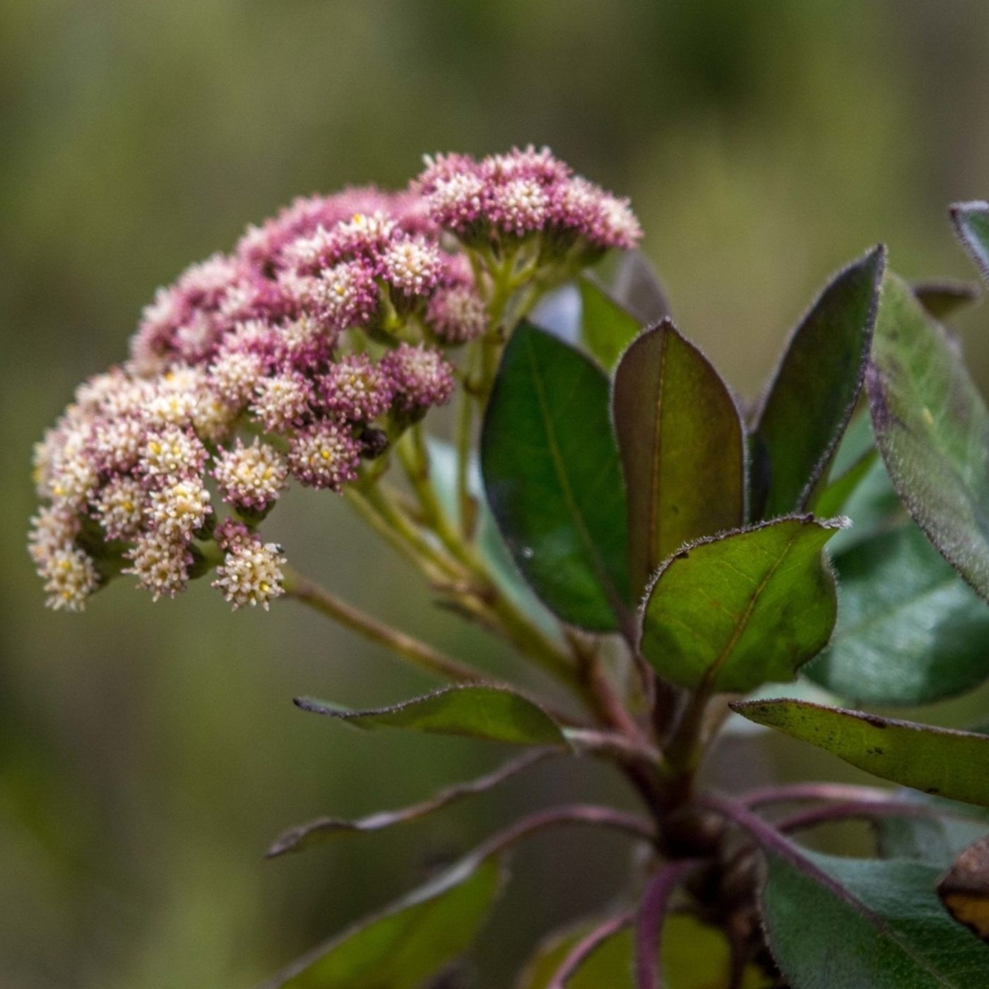 A Deep Dive Into Coyote Bush