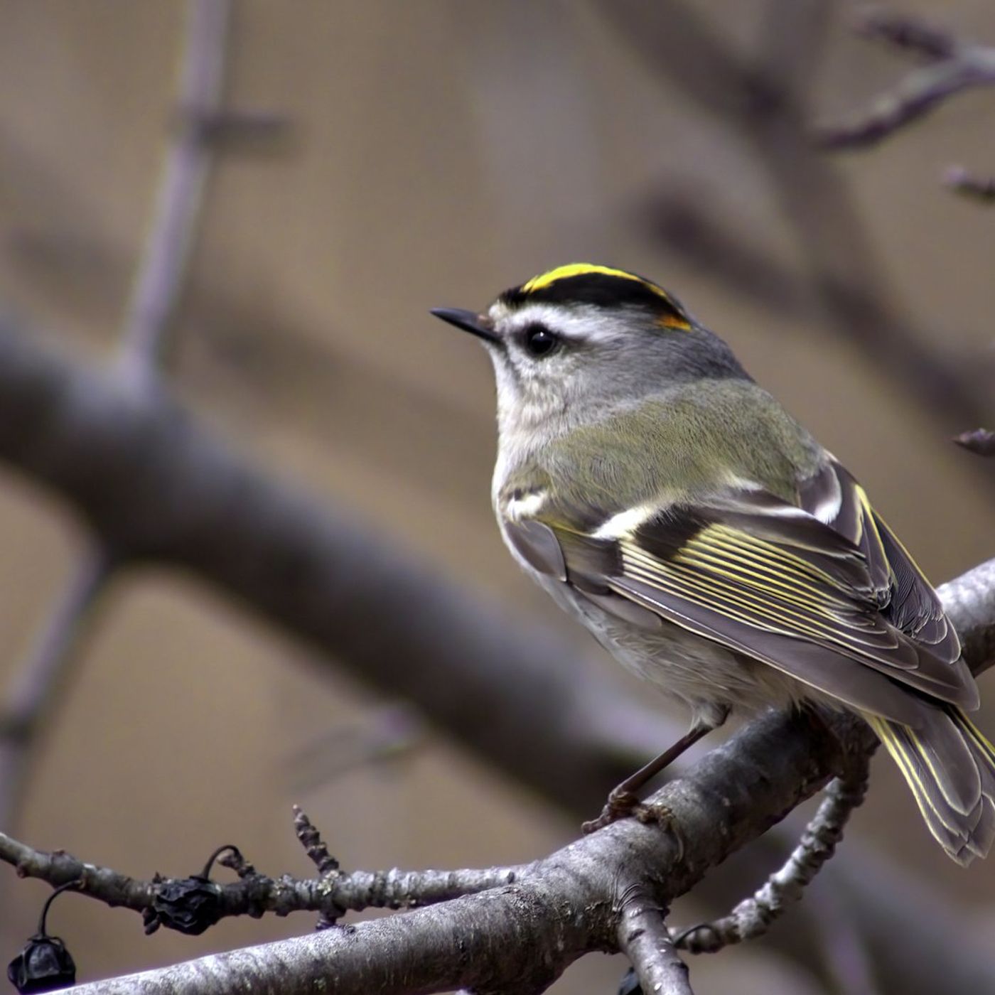 Birdwatching Hike at Dixon Refuge This Saturday episode artwork