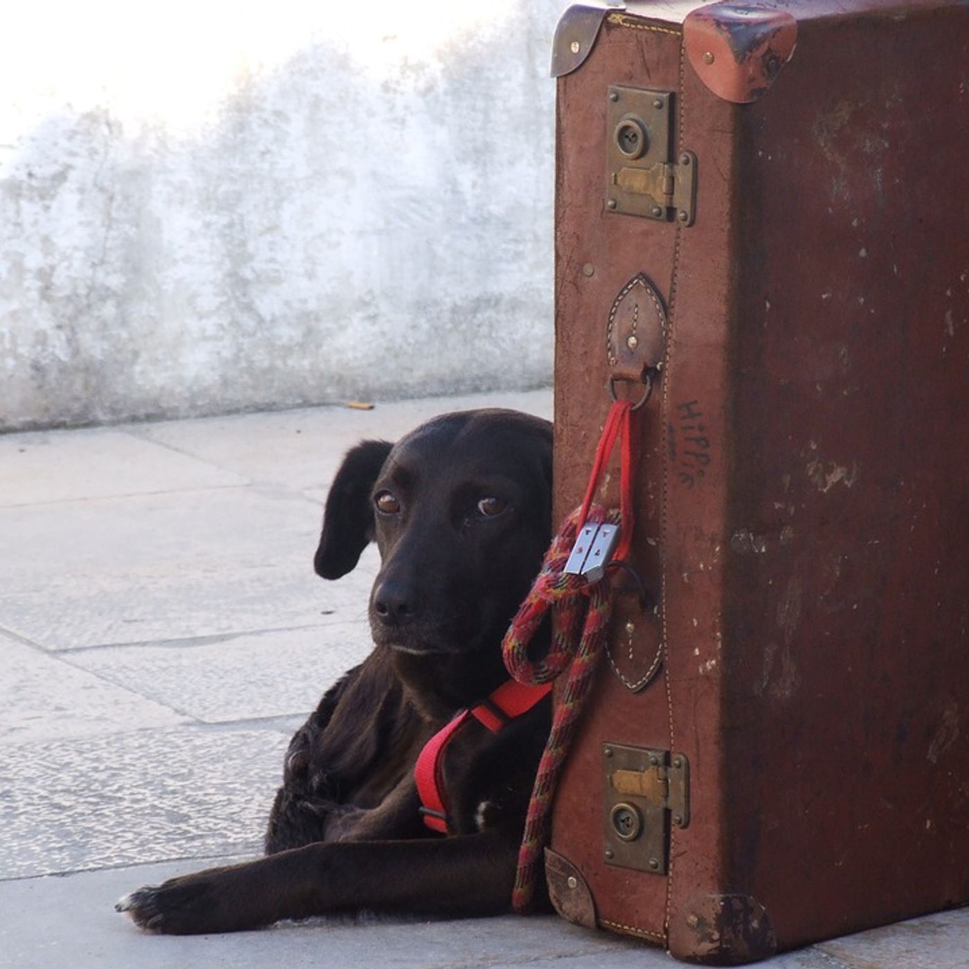 ¿Qué haces con la mascota cuando sales de vacaciones?
