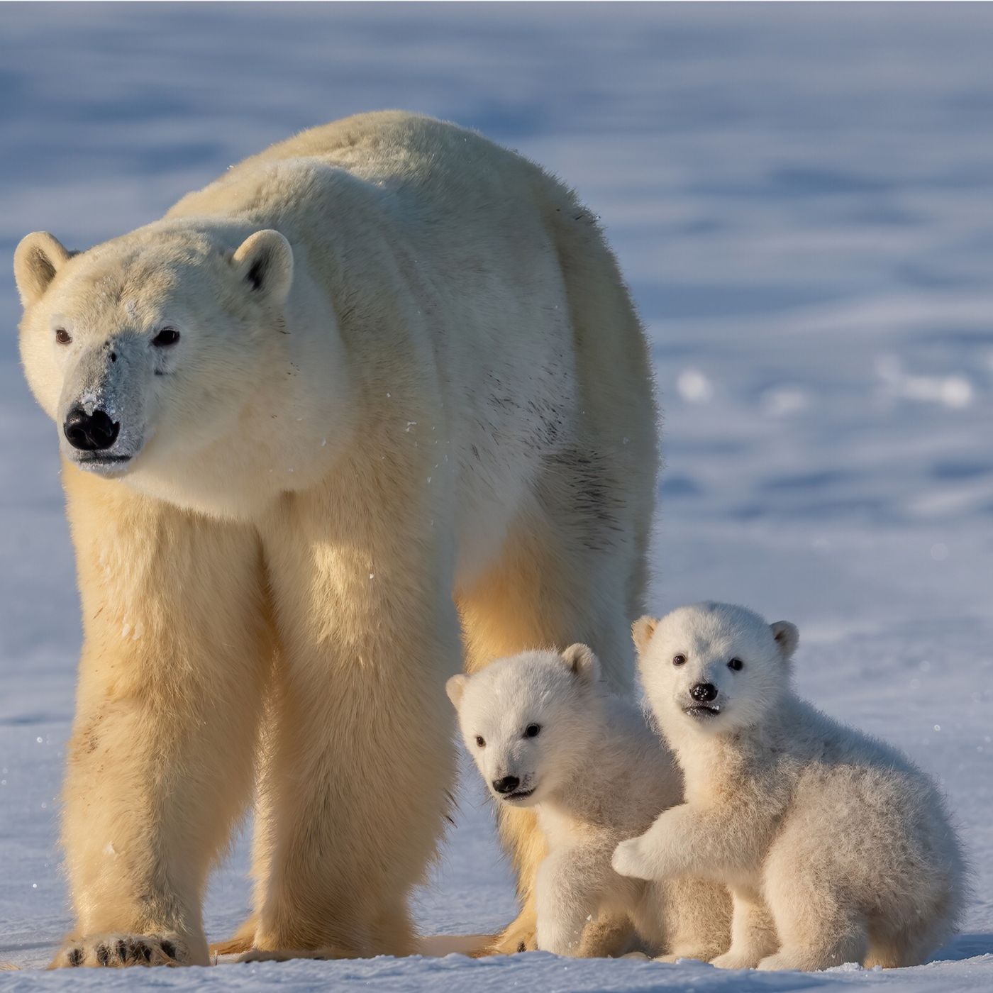 El oso Nuki y el cambio climático