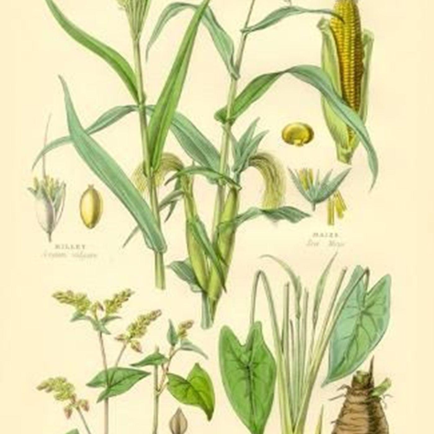 Show 288: Wheat and Other Grains, part 2