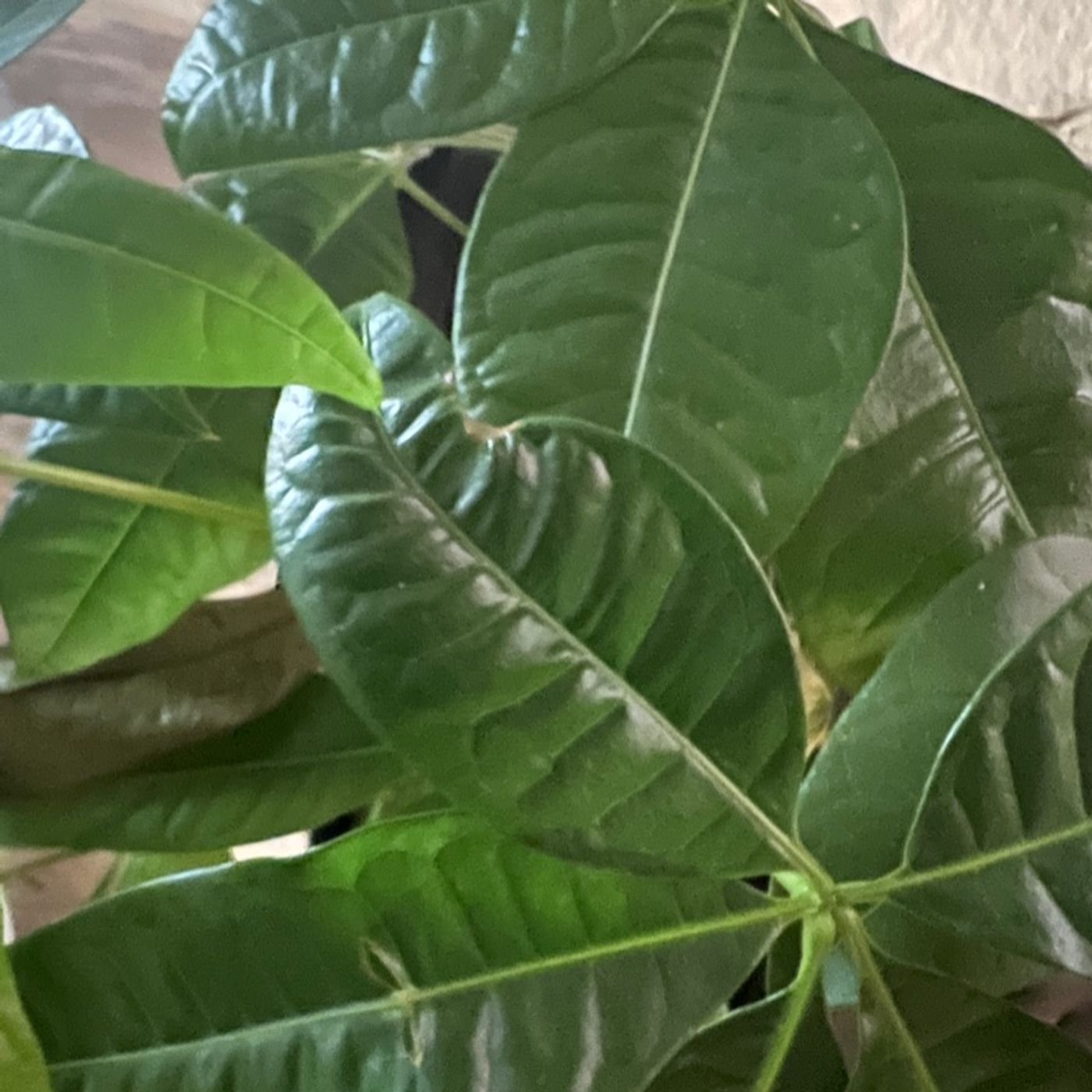 Episode 142 - Q&A: How do I water Oh Happy Dirt?