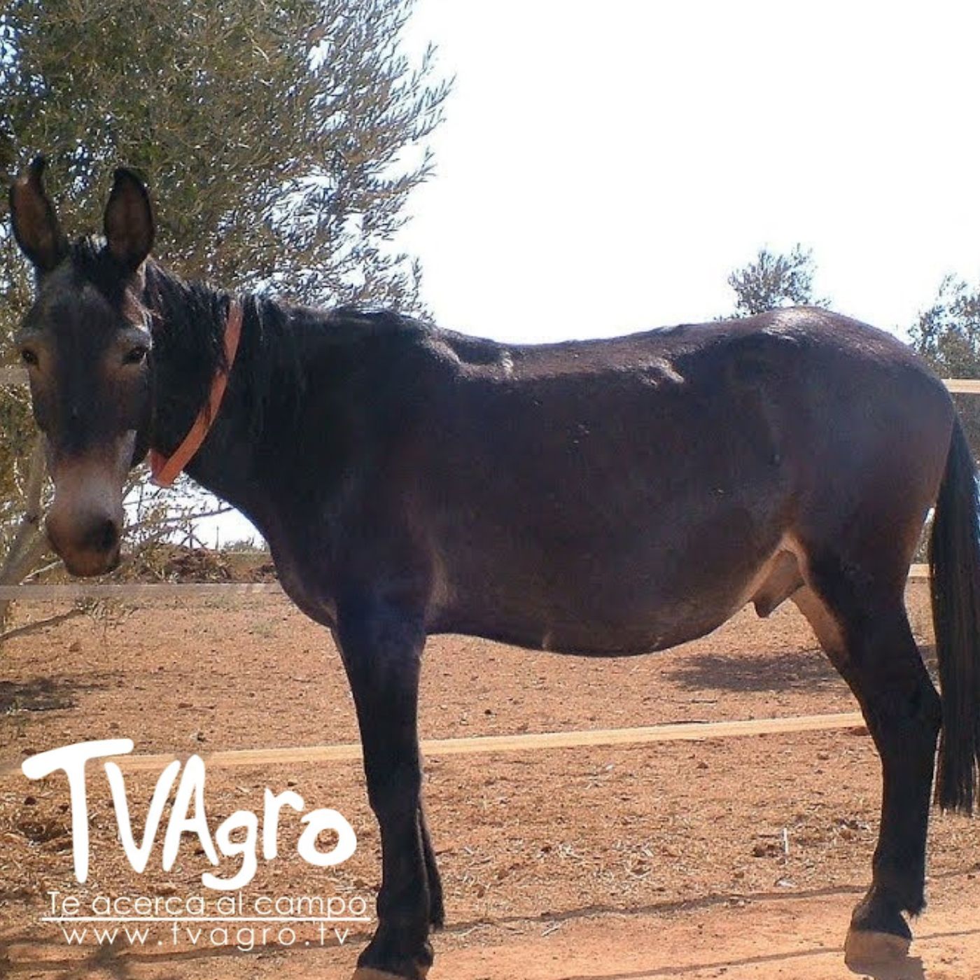 TV AGRO
