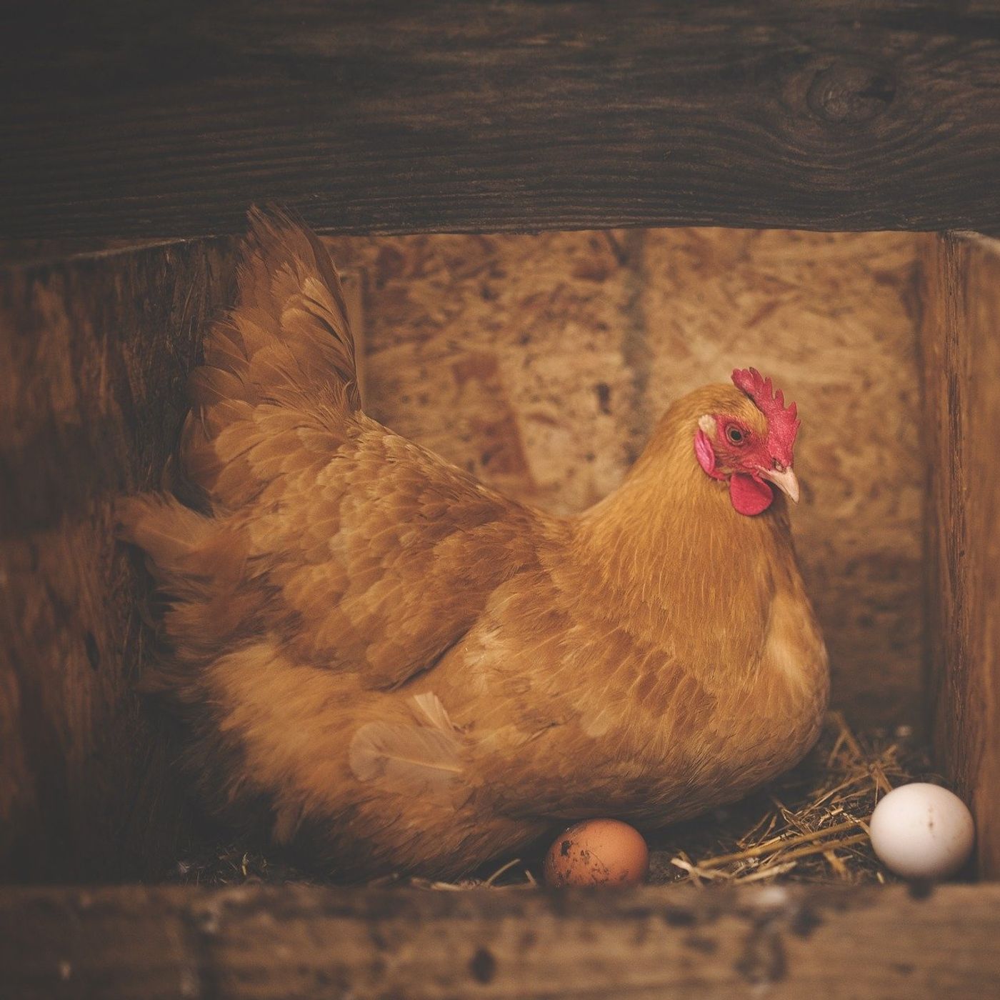 148. ESPRESSIONE: La gallina dalle uova d'oro