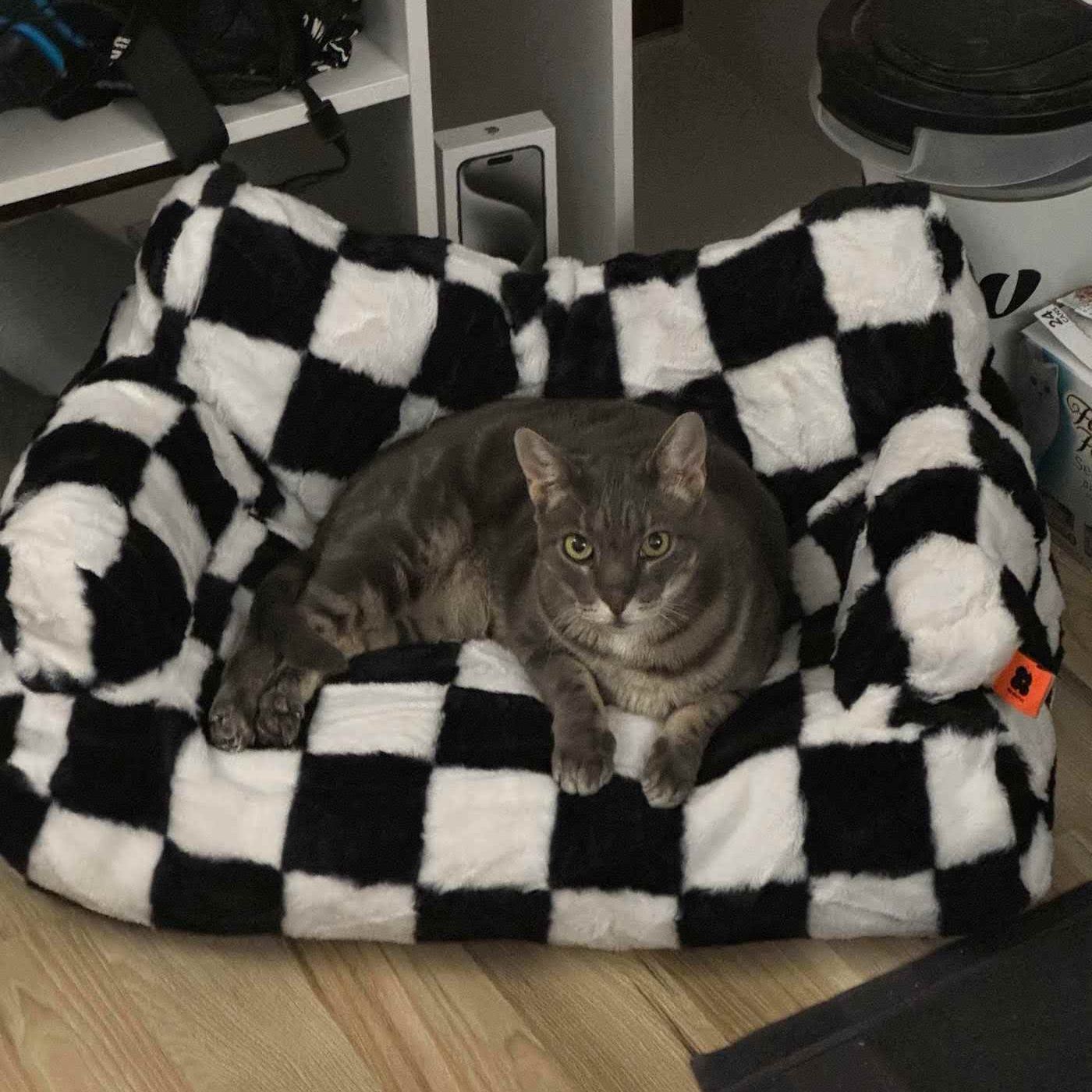 DDD 399: My kitty got a couch + Headlines