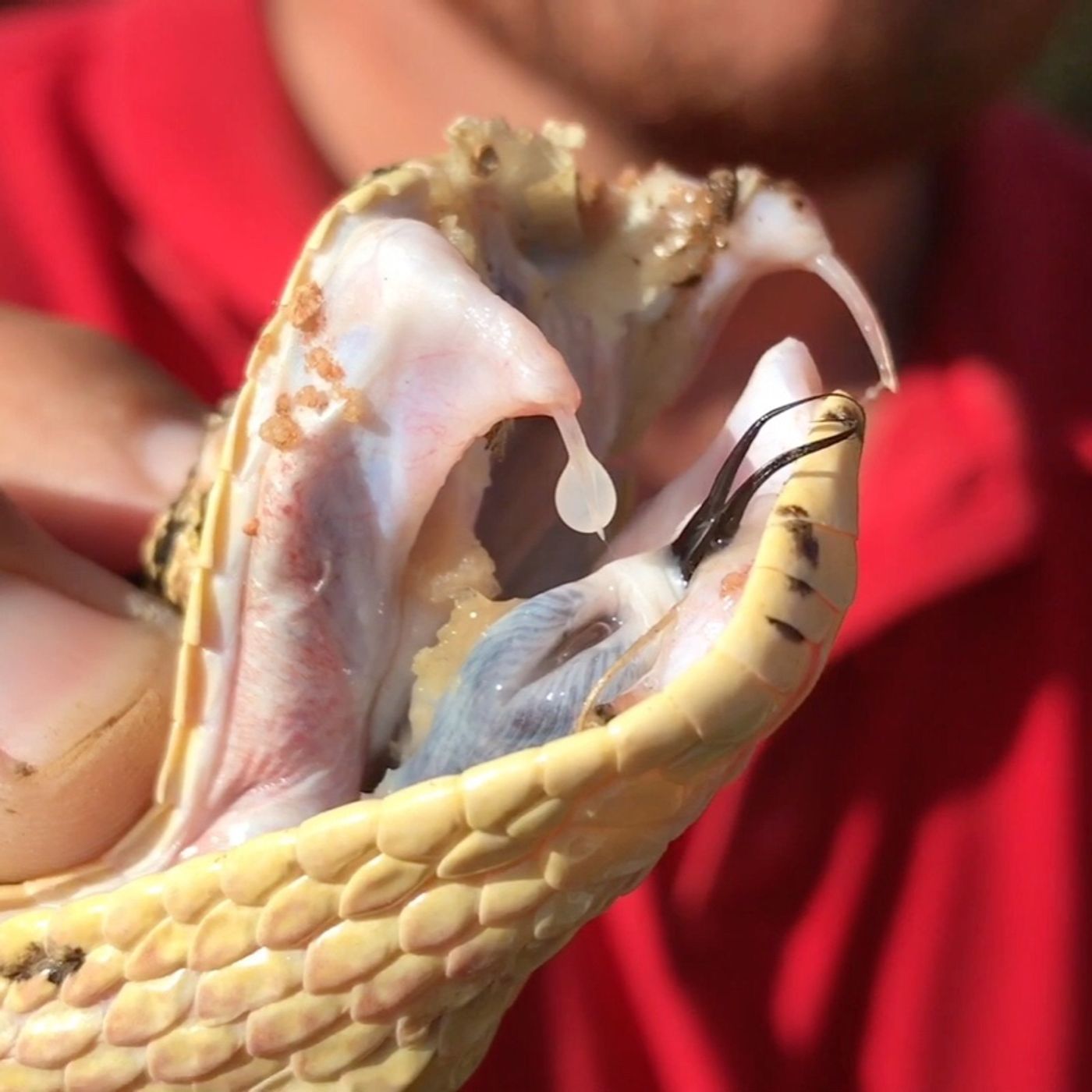 Venom & Antivenom in South Africa thumbnail