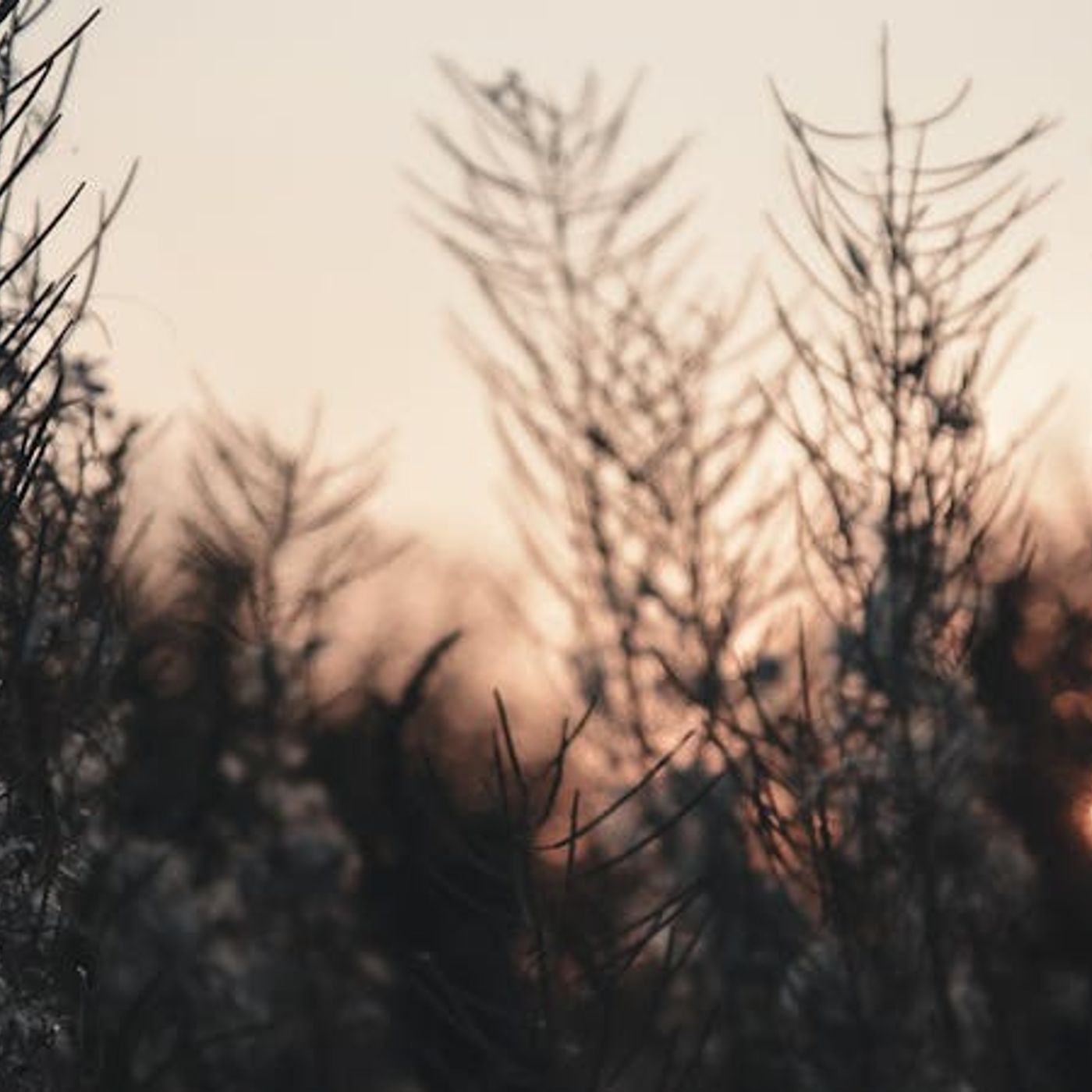 Which Characters in Job Can We Trust?