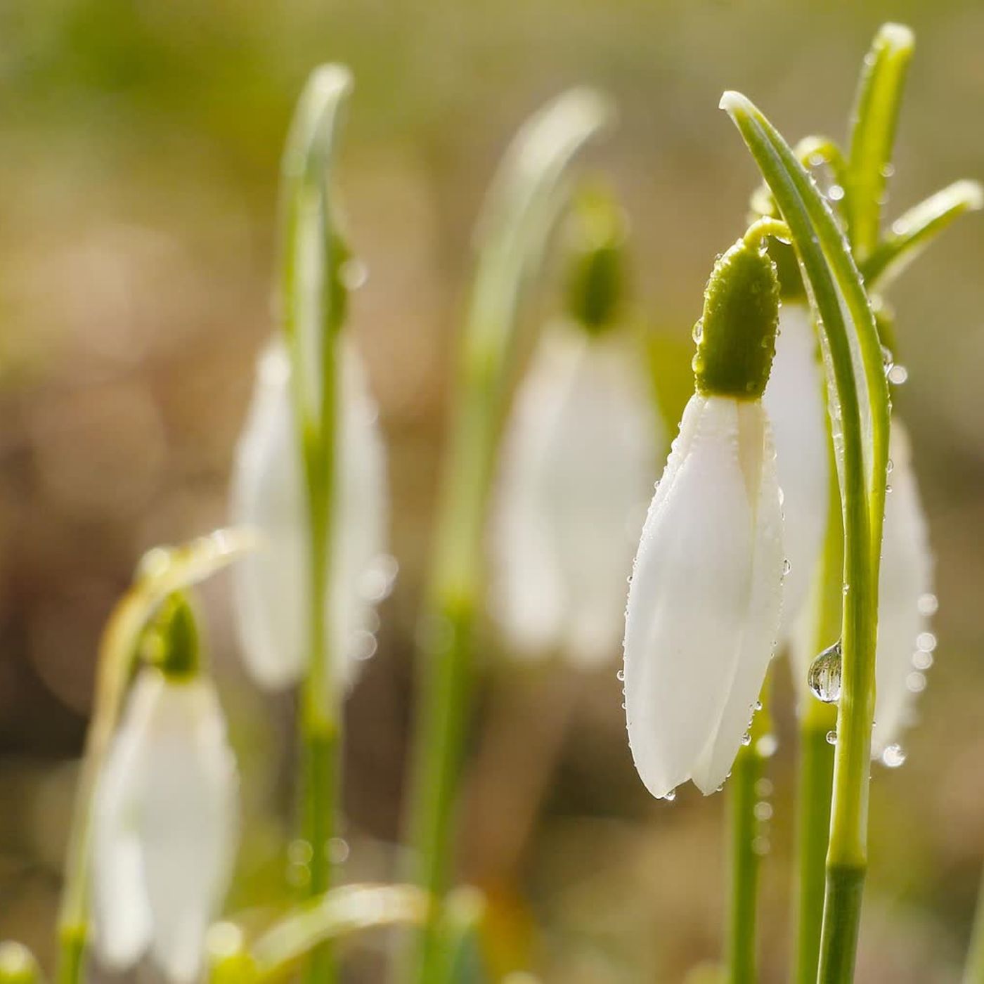 Są przebiśniegi, będą bociany