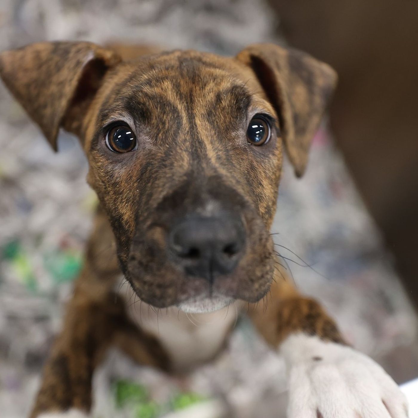 Pet adoption event set for June 6 in Elgin episode artwork
