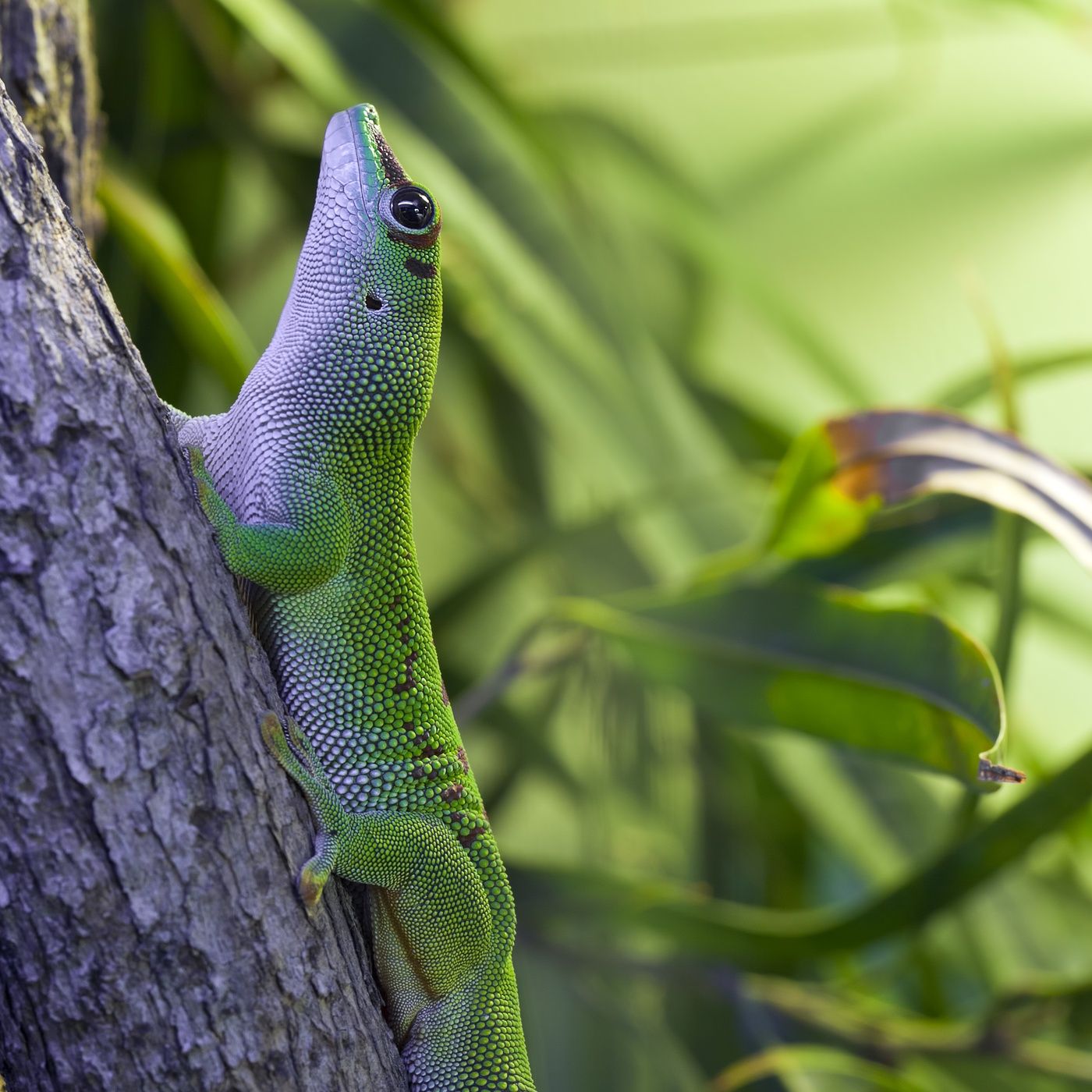 Tropical Night Geckos, Crickets, and Frogs - 10 Hours Sleep Sound episode artwork