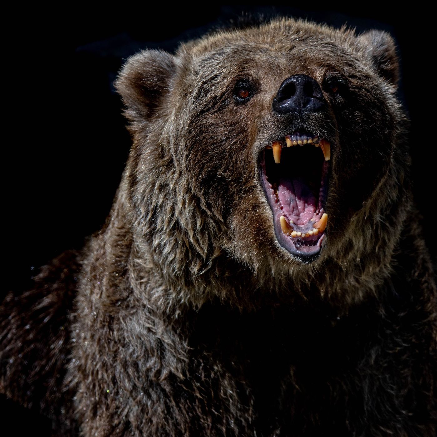 Bearfaced Podcast