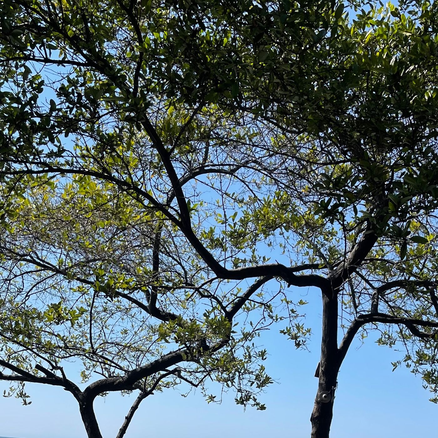 Narrar con ética: cultura digital cover art