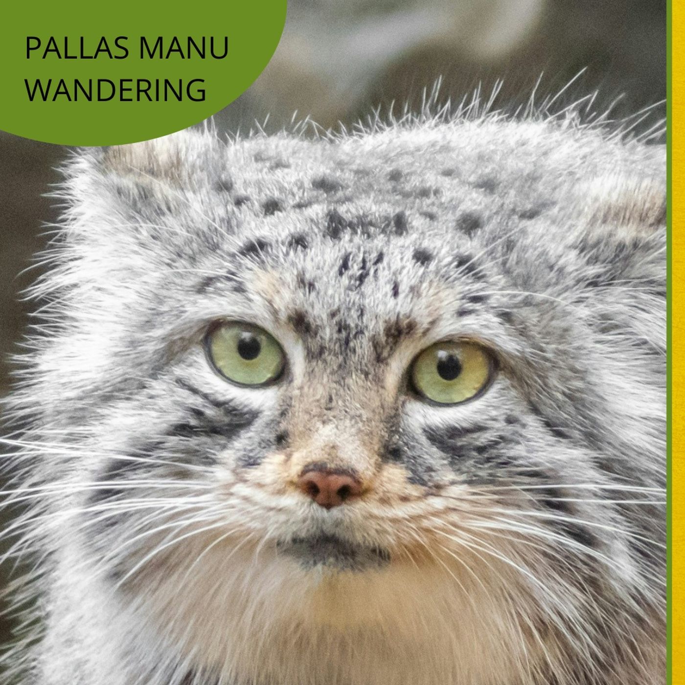 Écoute les câlins du chat de Pallas episode artwork