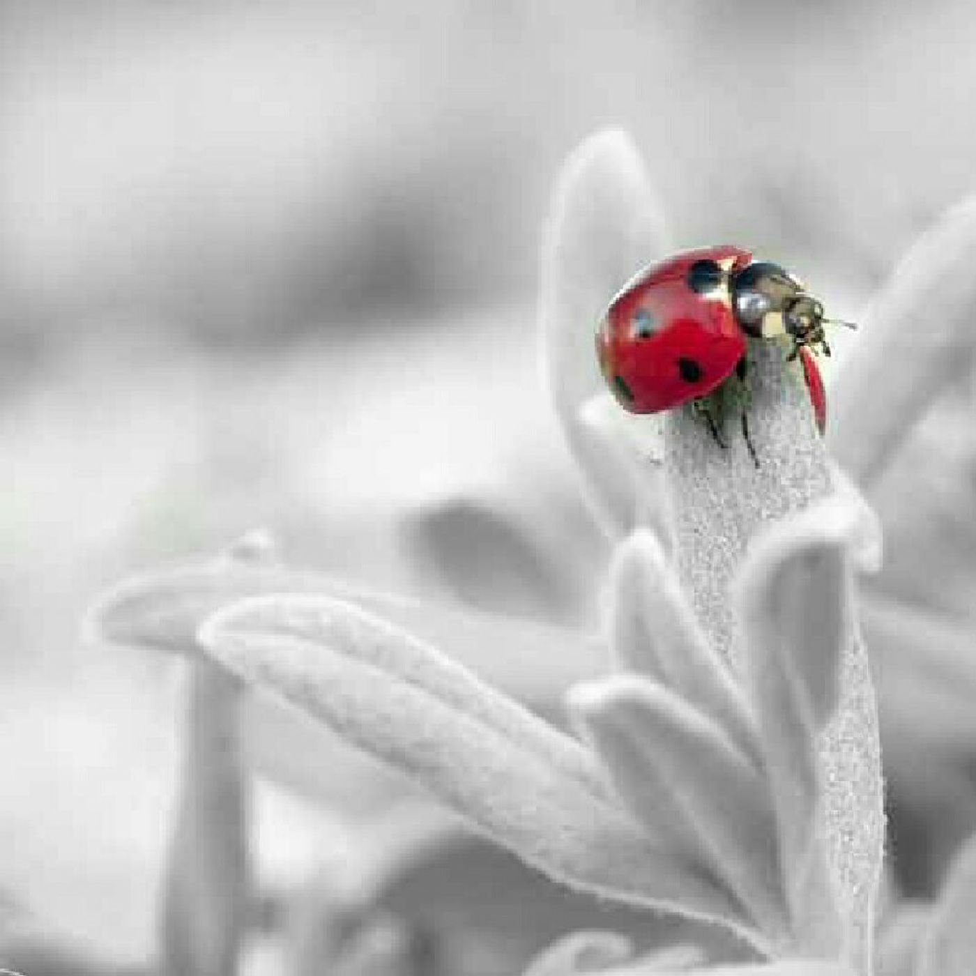 Dalvan Castro's show