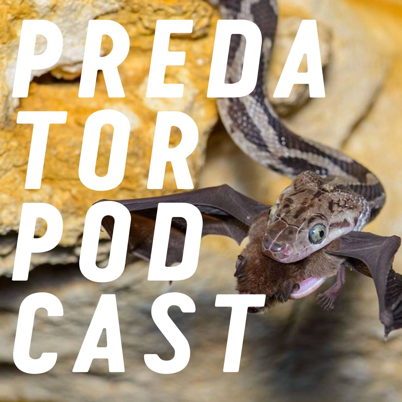 Episode 4: Snakes