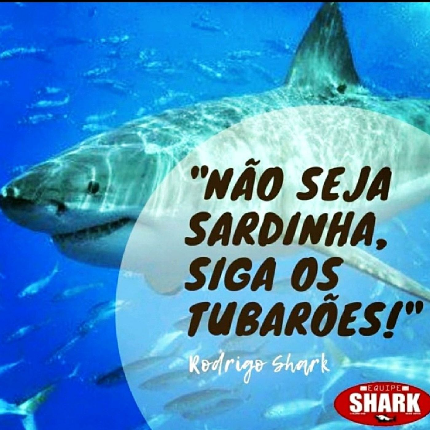 Rodrigo Shark Investimentos