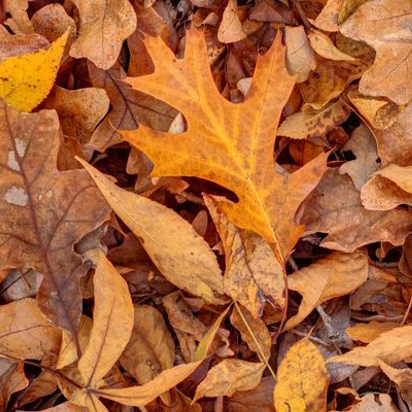 Faire du papier avec des feuilles mortes : une solution pour lutter contre la déforestation ? episode artwork