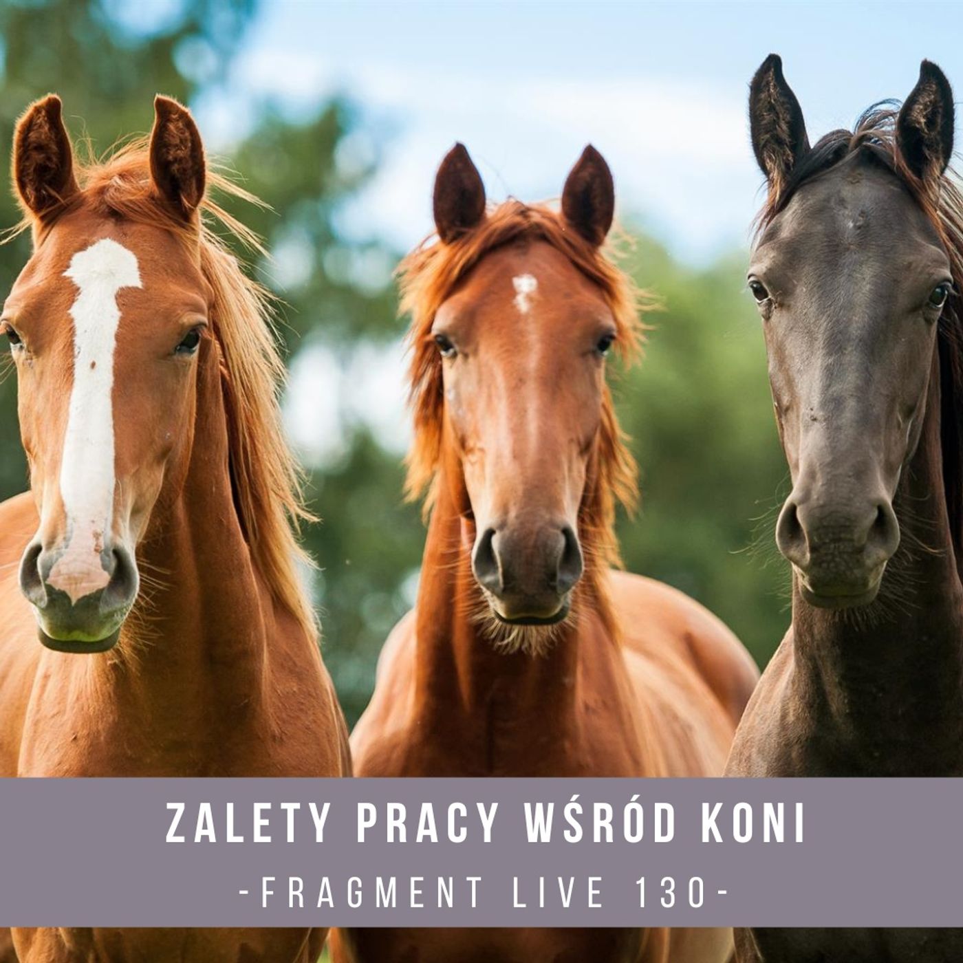 Zalety pracy wśród koni - fragment live 130 episode artwork