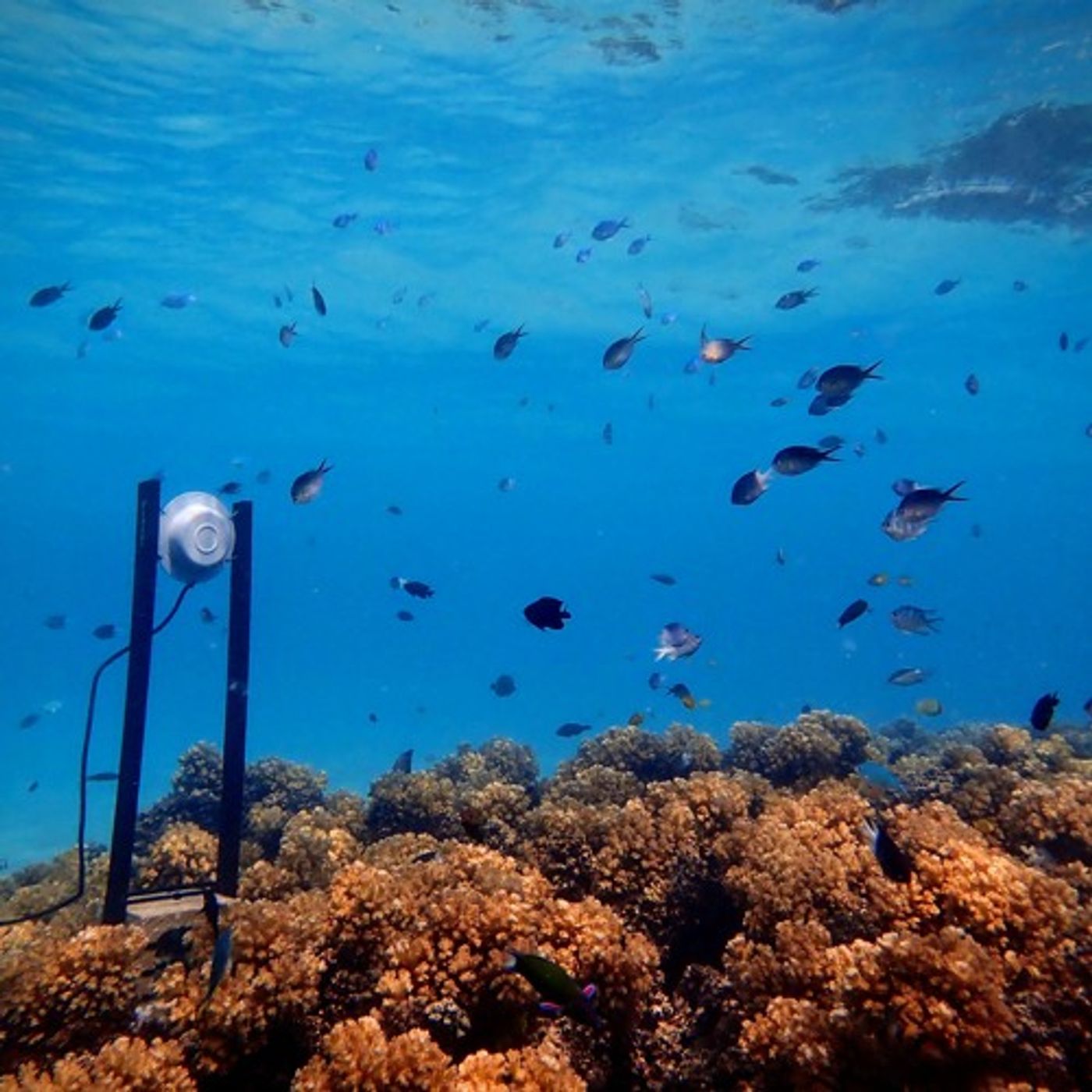 Scientists at Sea