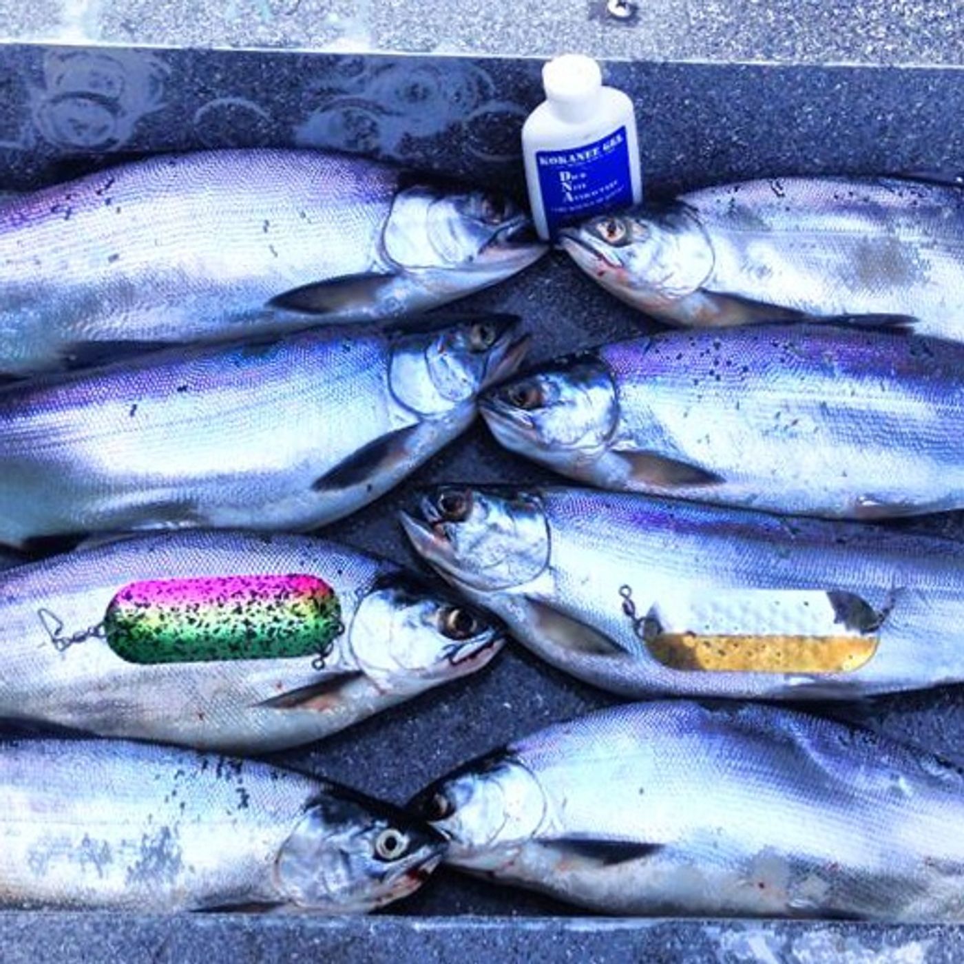 NWWC Hot Tip: Your guide to Lake Stevens kokanee with Brianna Bruce