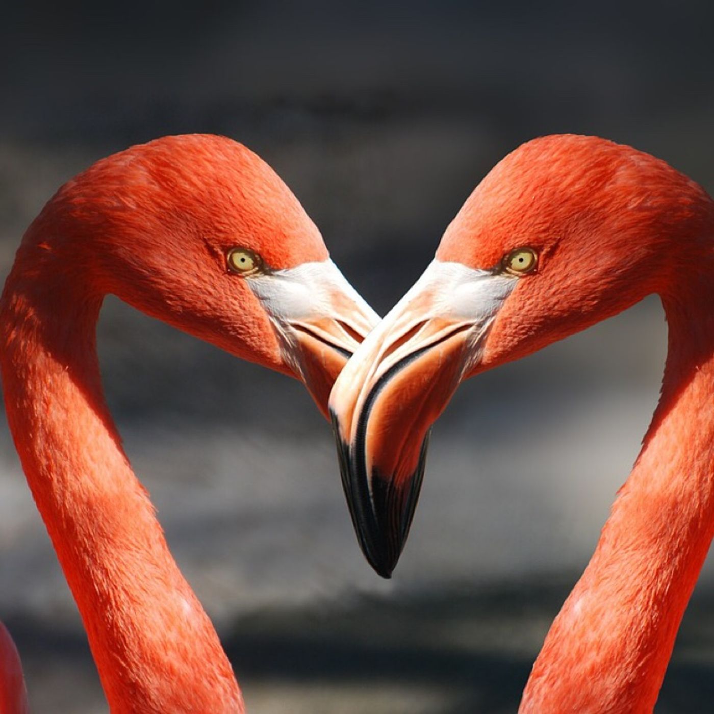 De qué hablamos cuando hablamos de amor