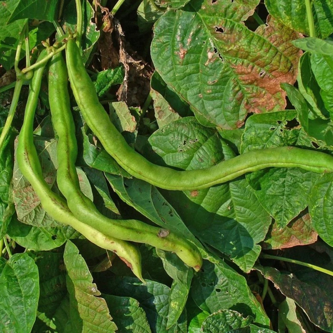 Nelle radici dei fagioli una risorsa nascosta per l'agricoltura episode artwork