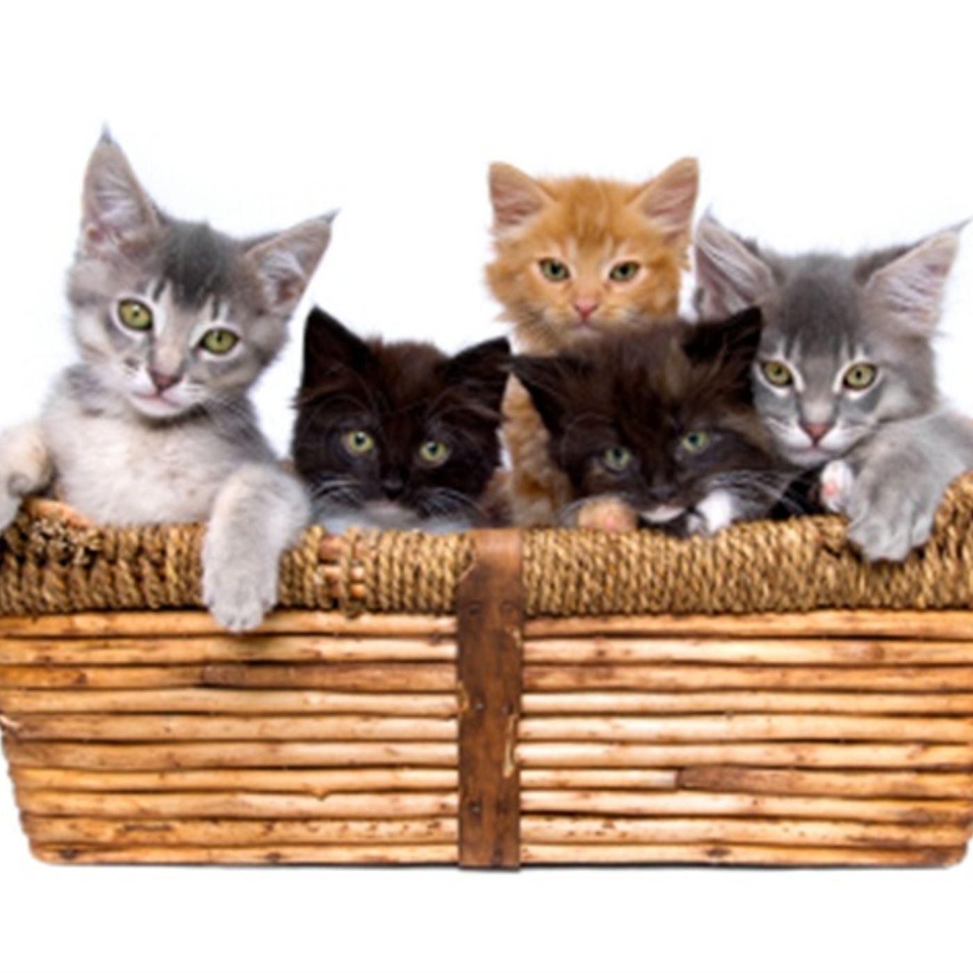 David Higgins: Show And Tell