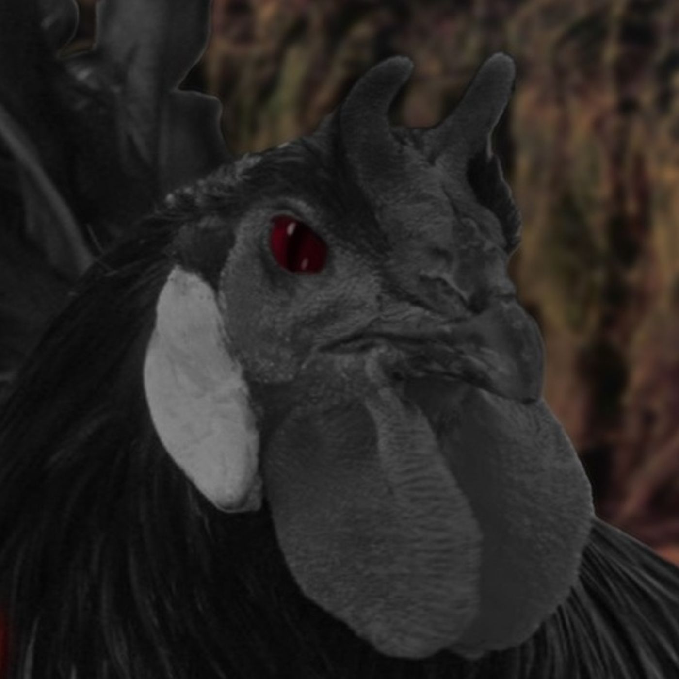 El Gallero Del  Diablo Historias De Terror - REDE