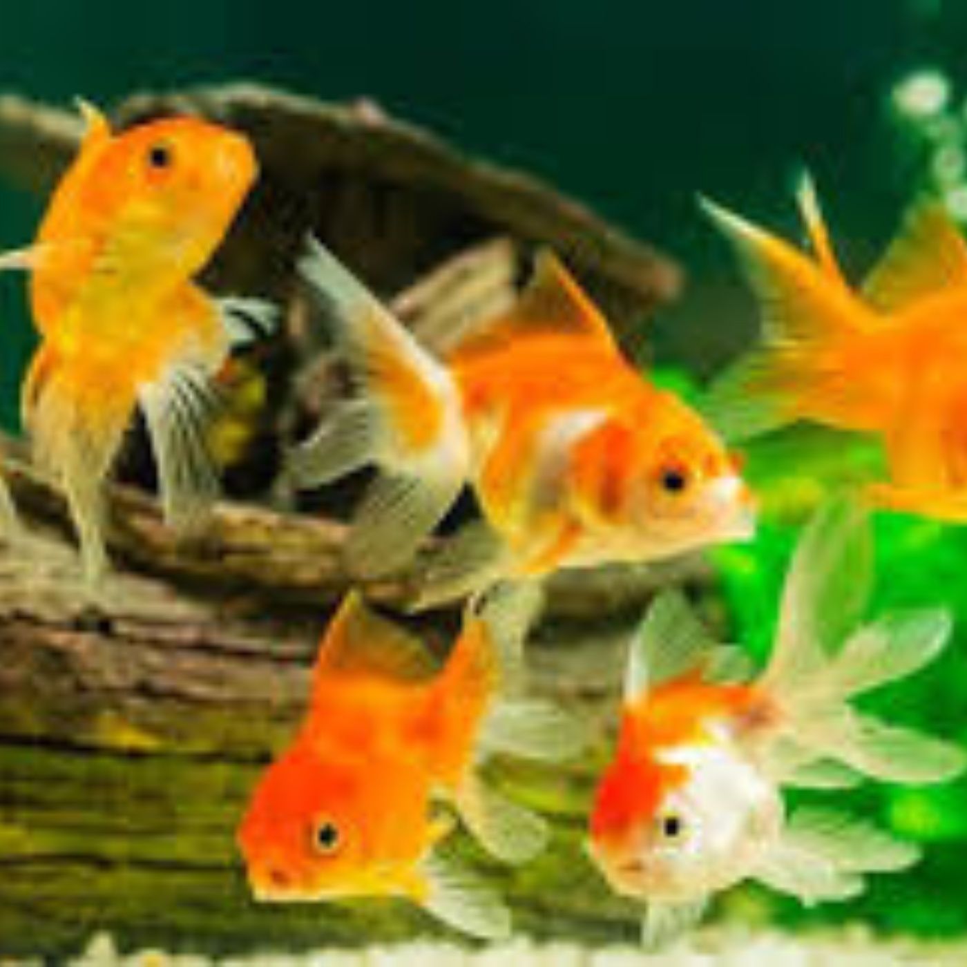 Perfect Fish Choices for Your Small Aqua podcast artwork