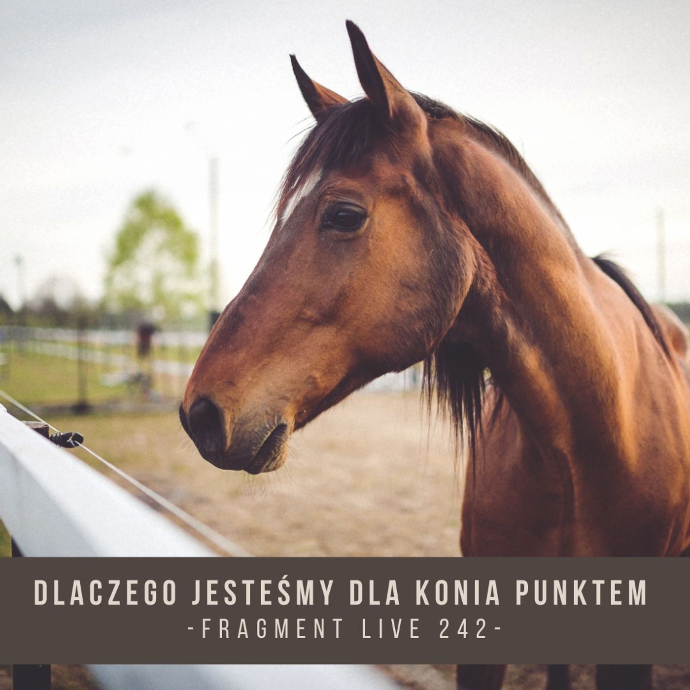 Dlaczego jesteśmy dla konia punktem - fragment live 242