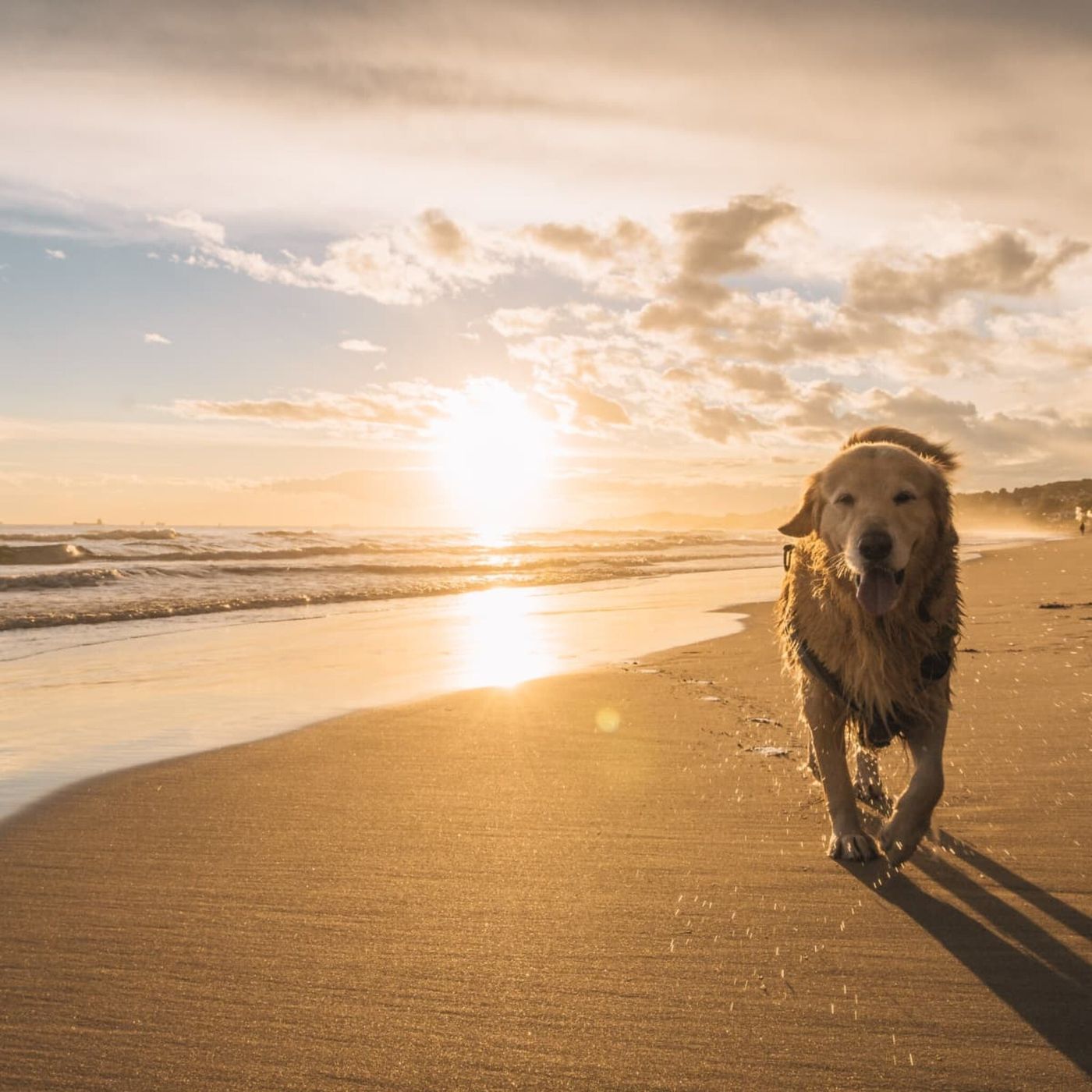 Disappearing beaches, Soldier the blind deaf dog guides guests to the beach near her home, and beer fueled sex rocket makes another appearan
