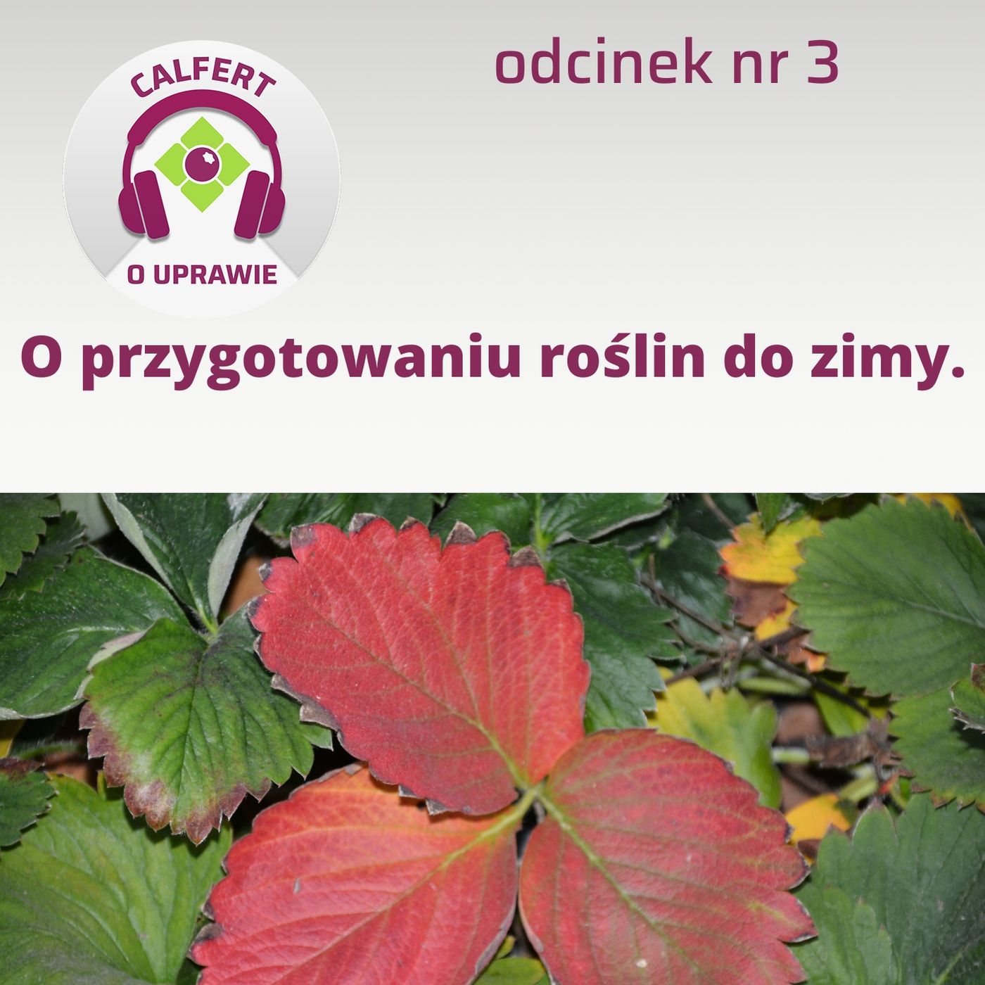3. Jak prawidłowo przygotować truskawki, maliny i borówki do spoczynku zimowego?